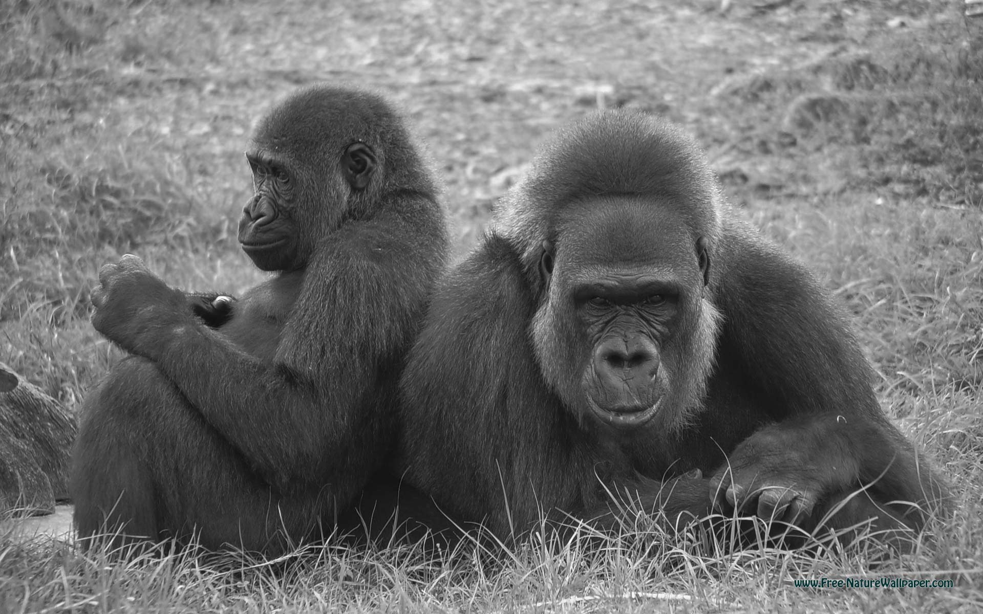 Gorilla, wallpaper, animal, silverback, instructions, image