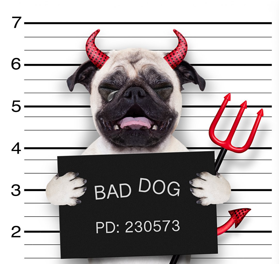 Desktop Wallpaper Bulldog Dogs demon Horns Tears Funny Creative