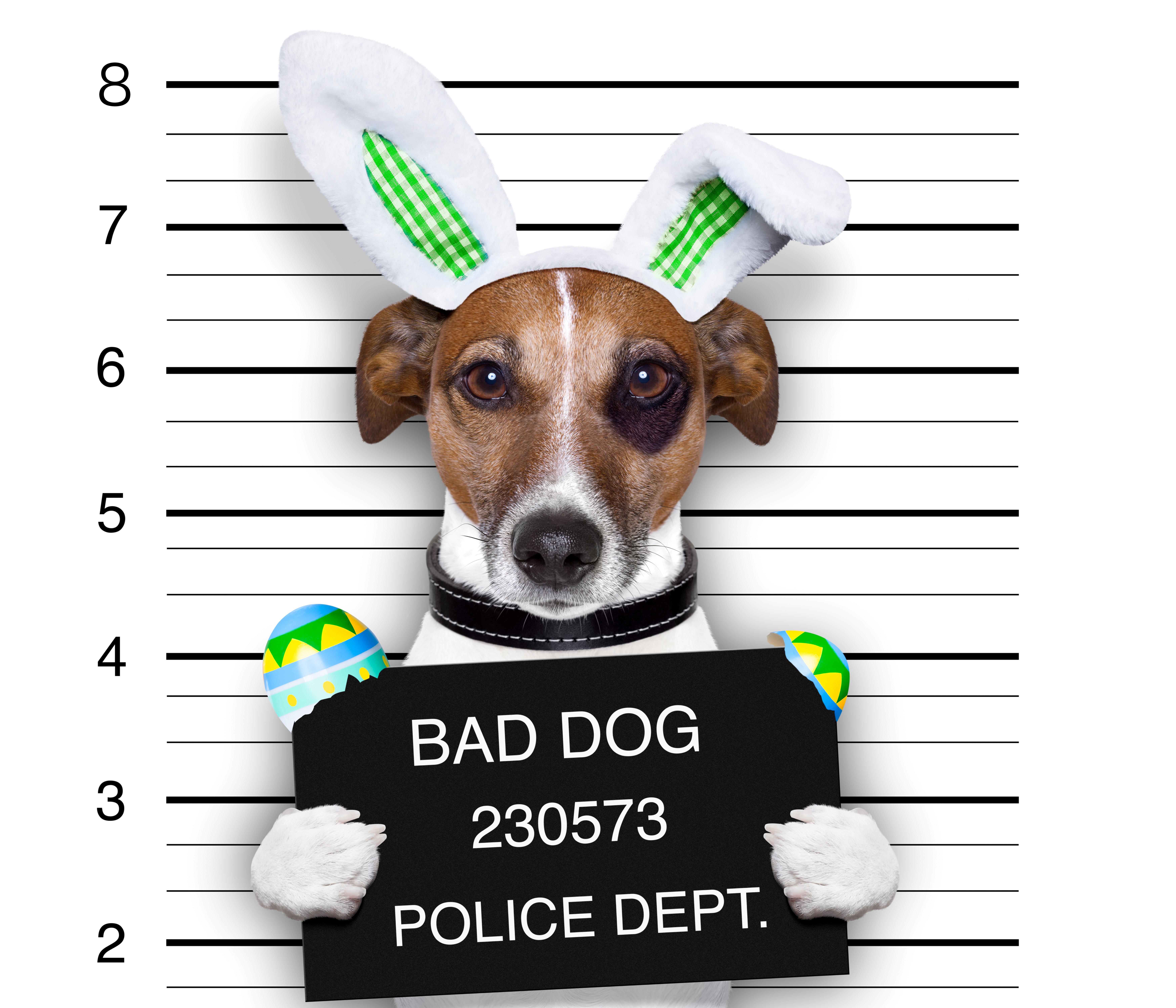 BAD DOG HD wallpaper, Background