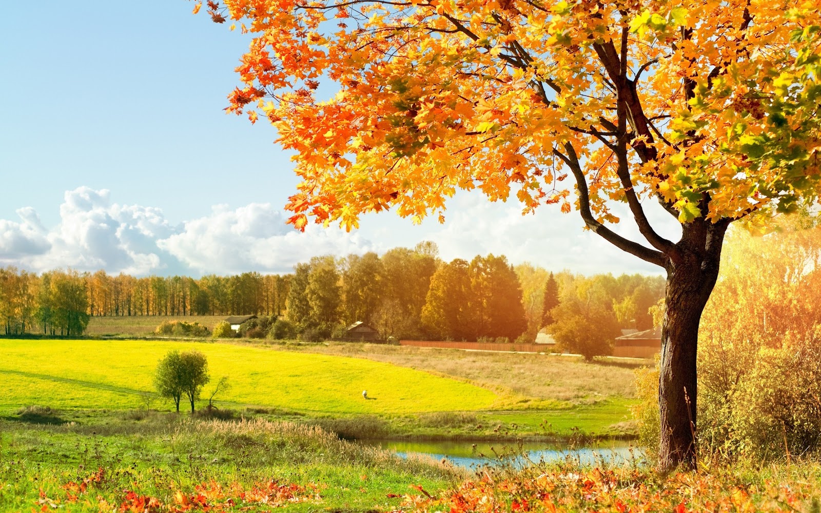 Kids Under 7: Fall Wallpaper for Desktop