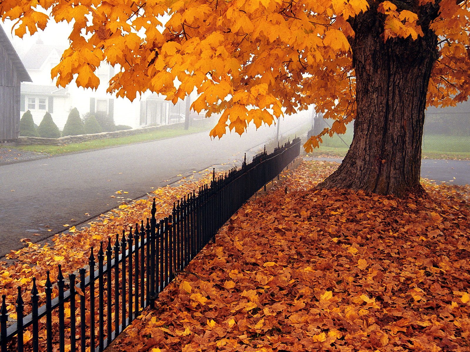Autumn Wallpaper, High Definition, High Quality, Widescreen