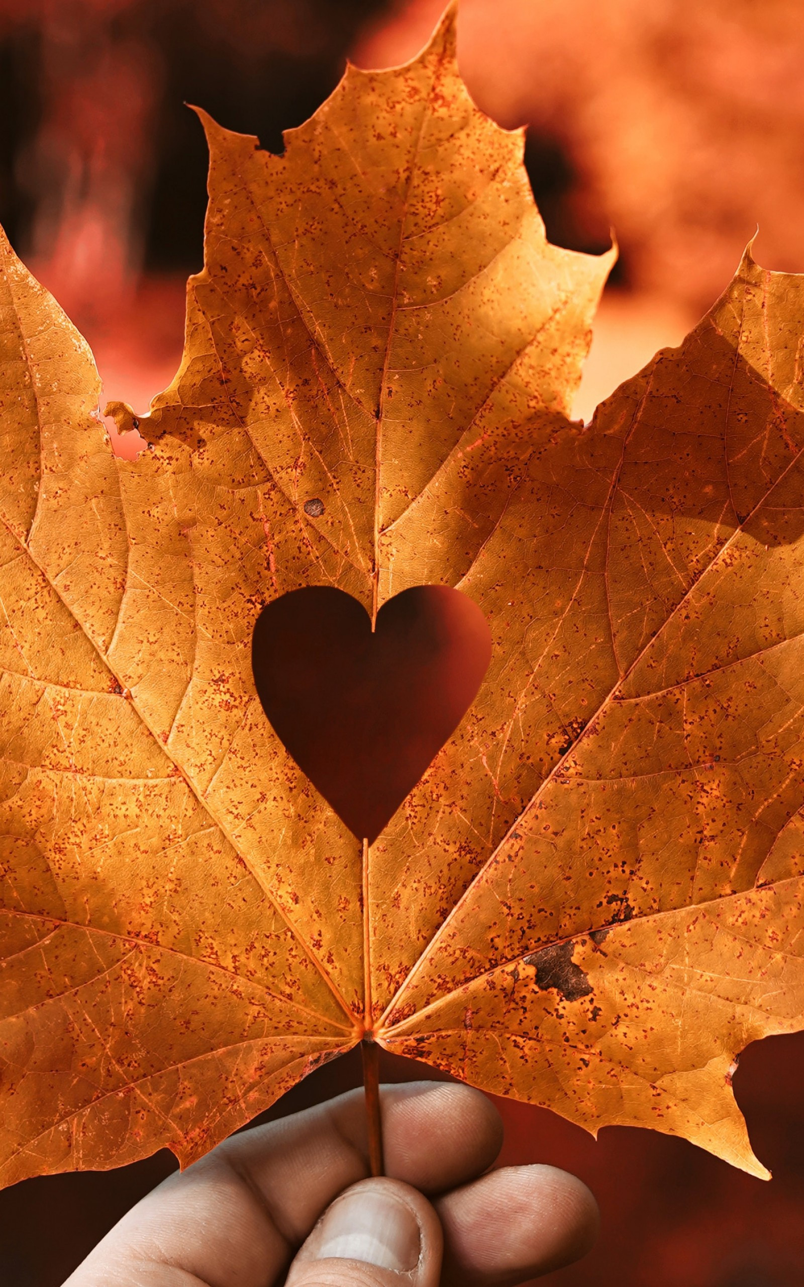 Download 1600x2560 Leaf, Autumn, Heart Shape Wallpaper for Google Nexus 10