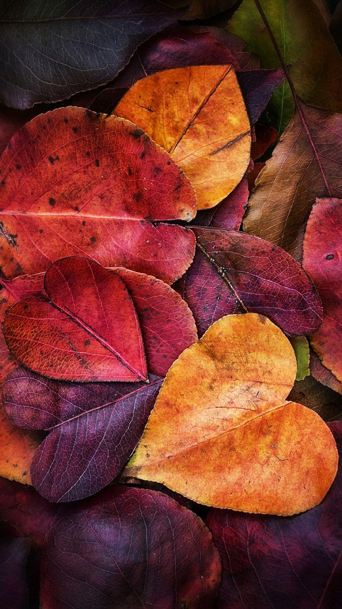 Yellow leaves, heart shaped leaves，Wallpaper，iPhone Wallpaper. Autumn leaves wallpaper, Leaves wallpaper iphone, Leaf wallpaper
