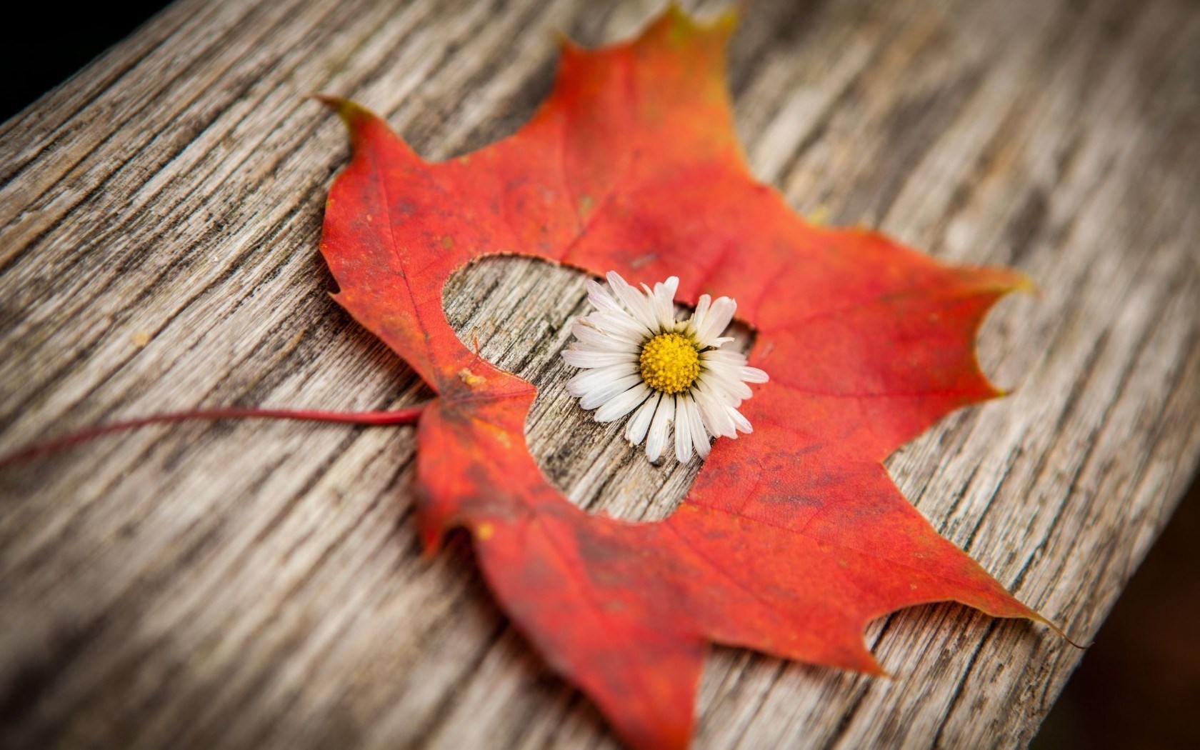 Little white flower in the middle of an Autumn leaf