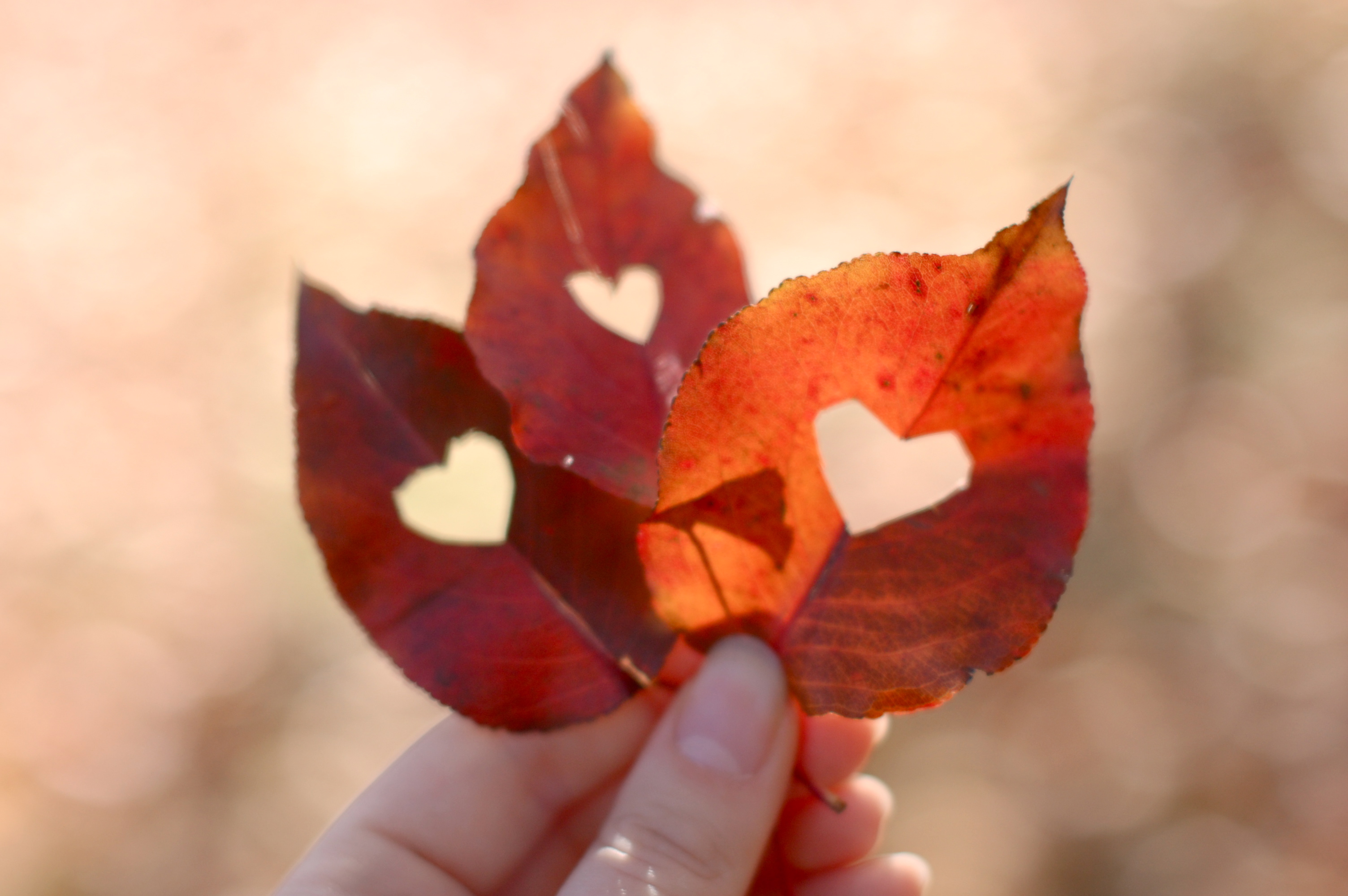 Wallpaper, November, autumn, light, red, cute, fall, leaves, hearts, three, leaf, Nikon, heart, sweet 3008x2000