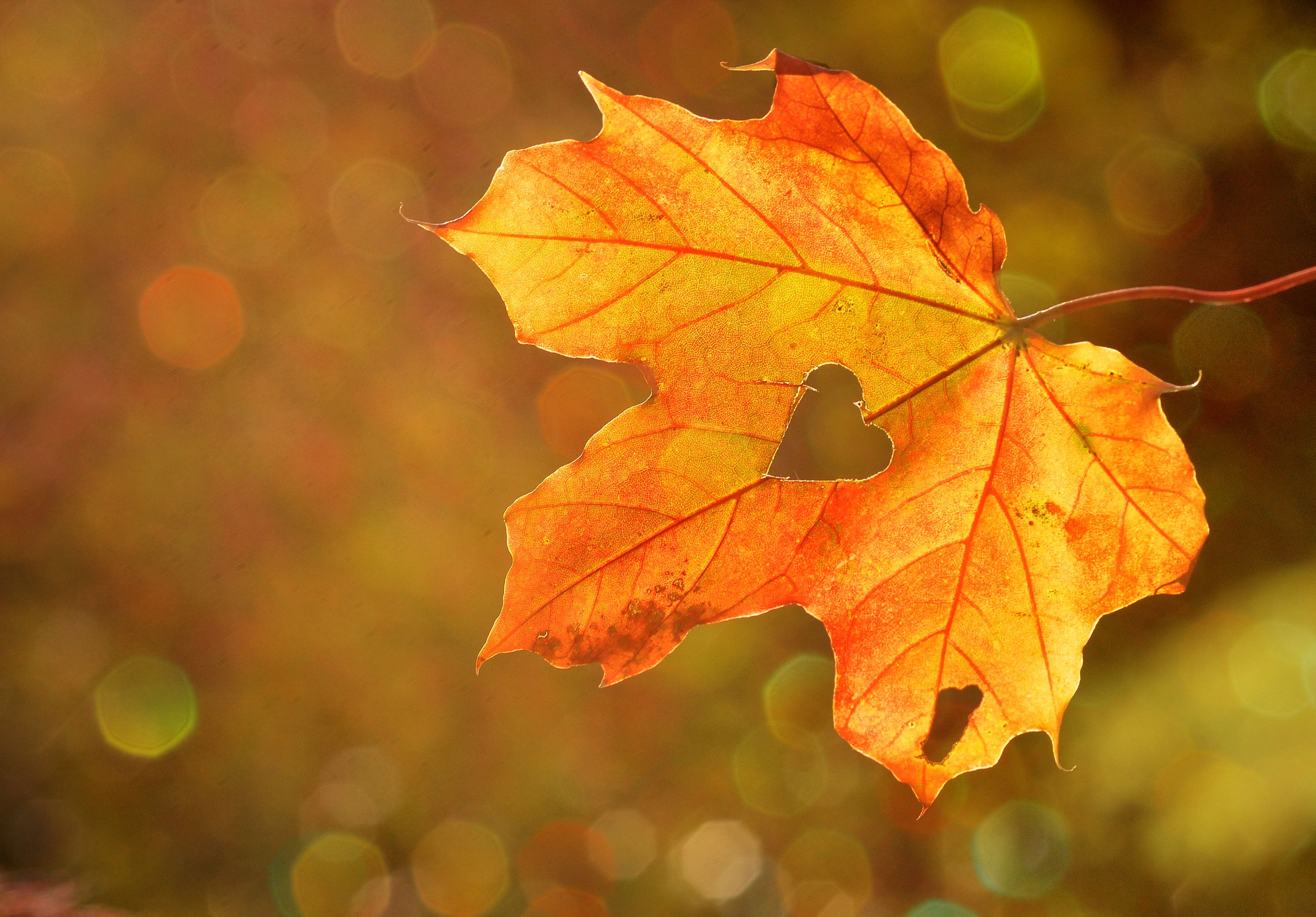 Download wallpaper 3439x2396 maple leaf, autumn, heart HD background