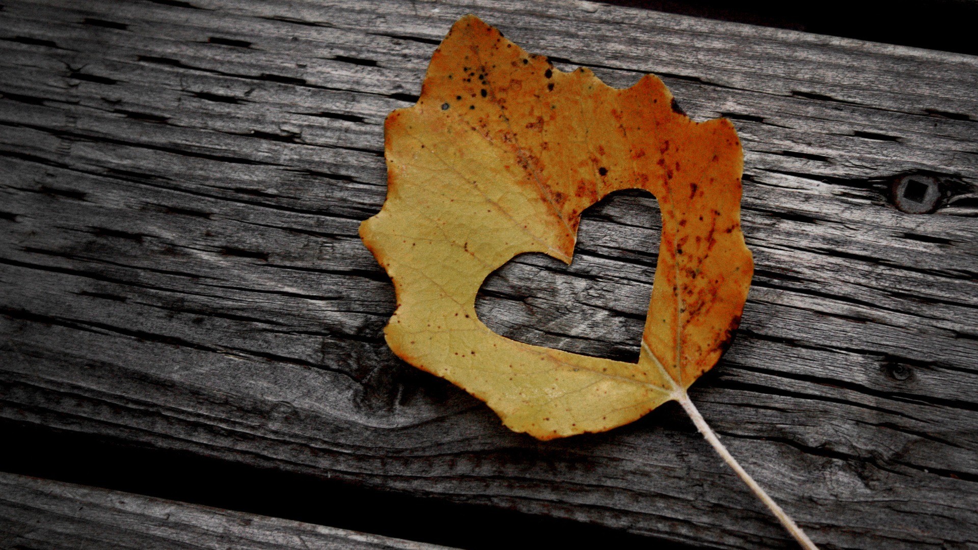 Autumn Leaf Love Heart Wallpaper, Image, Background, Picture
