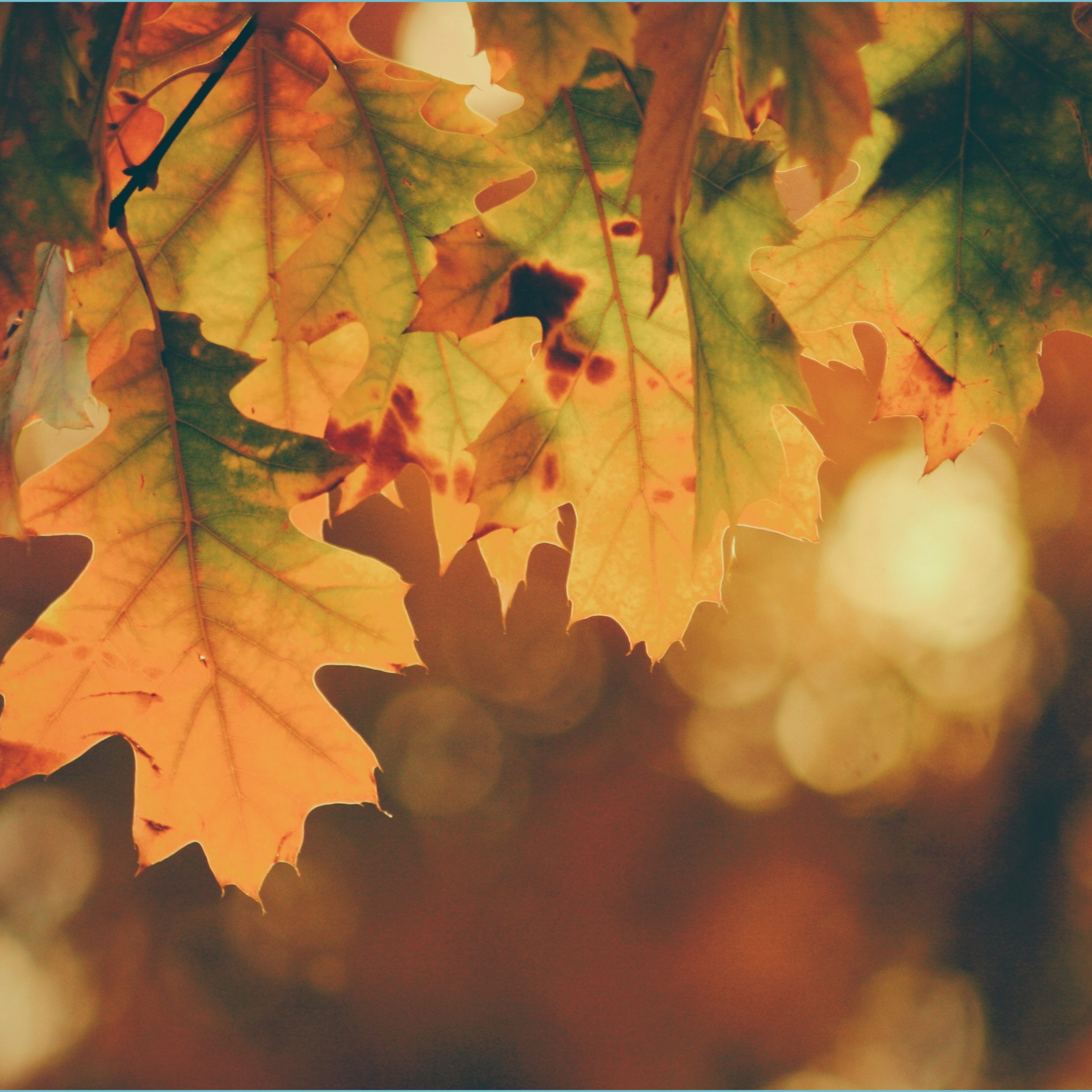 Autumn Wallpaper: Free HD Download [HQ] Background Wallpaper