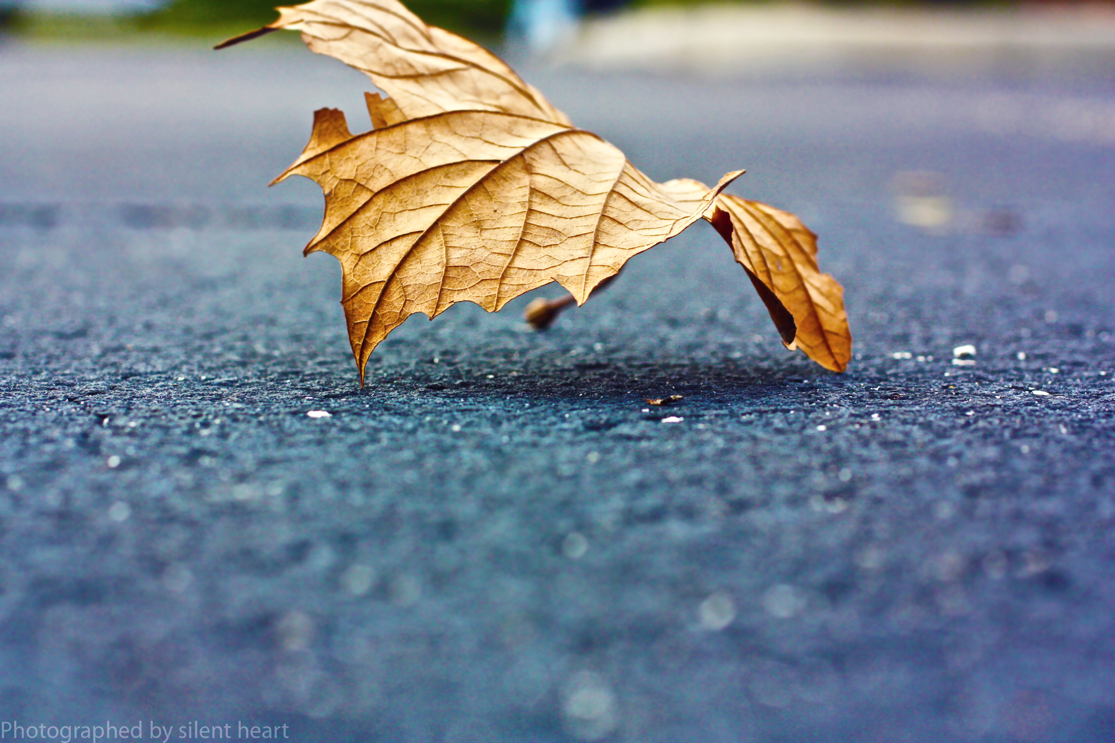 Wallpaper, water, heart, macro, silent, autumn, leaf, colors, outside, all, by, right, reserved, twig, computer wallpaper 2256x1504