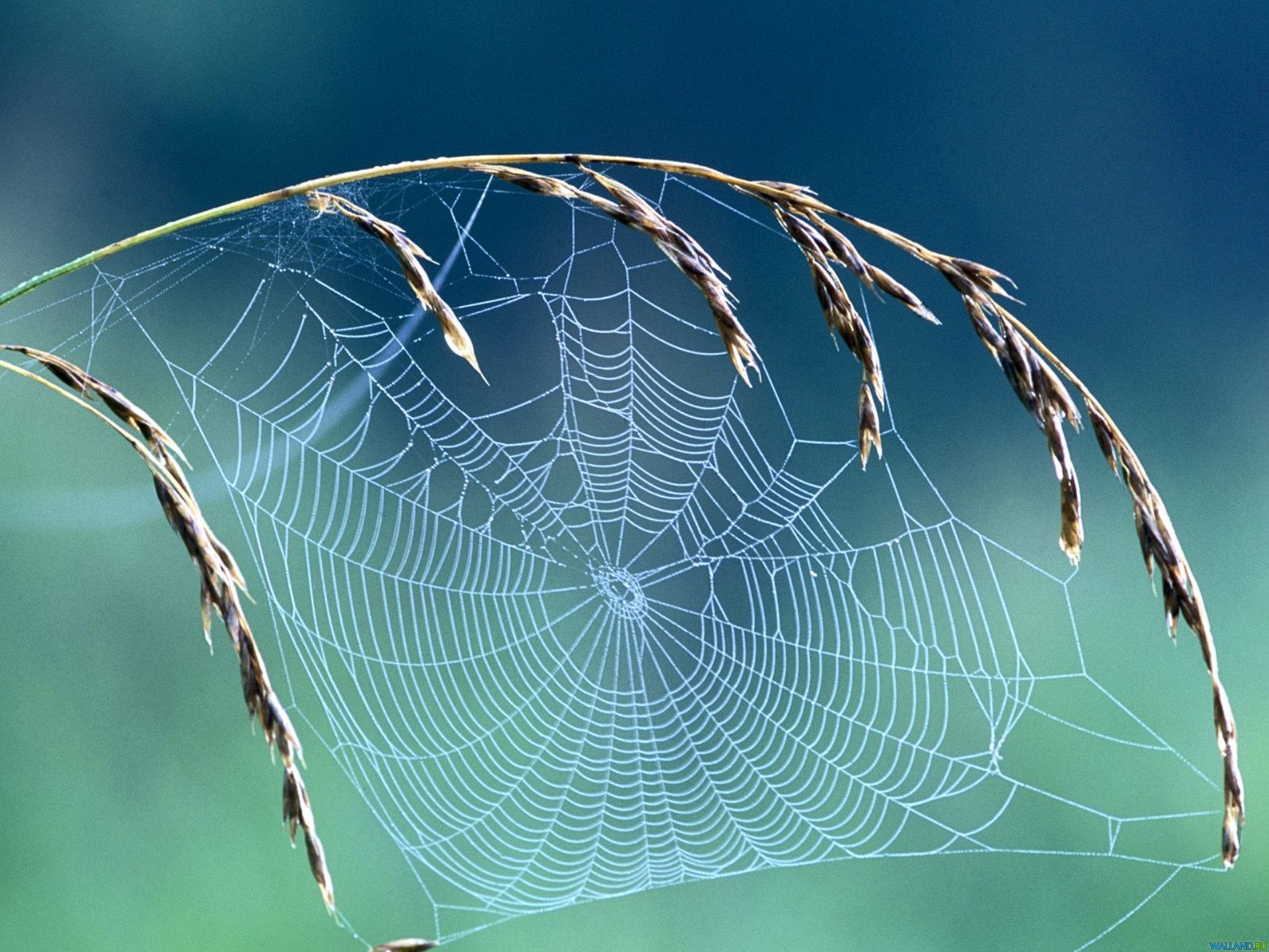 Spider Net Wallpapers - Wallpaper Cave