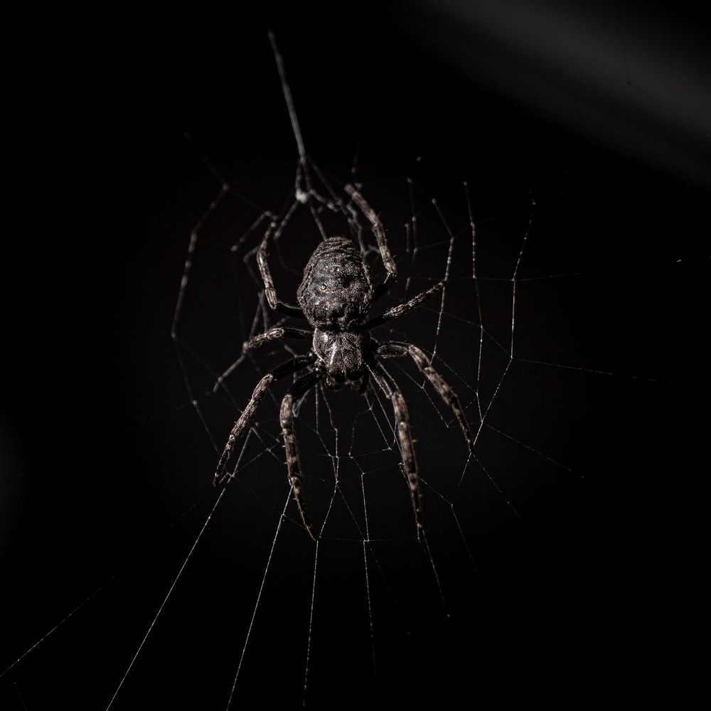 Scary Spiders Wallpapers - Wallpaper Cave