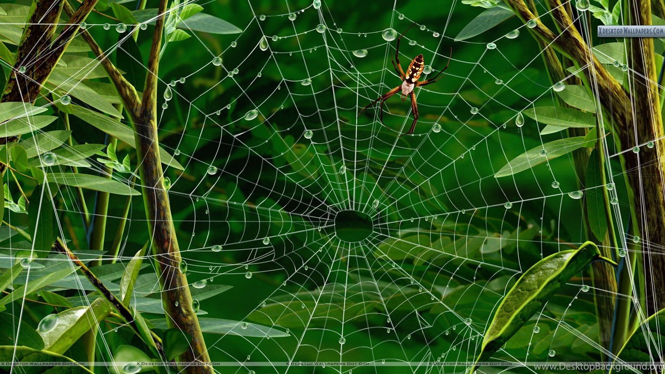 Spider Net Wallpapers - Wallpaper Cave