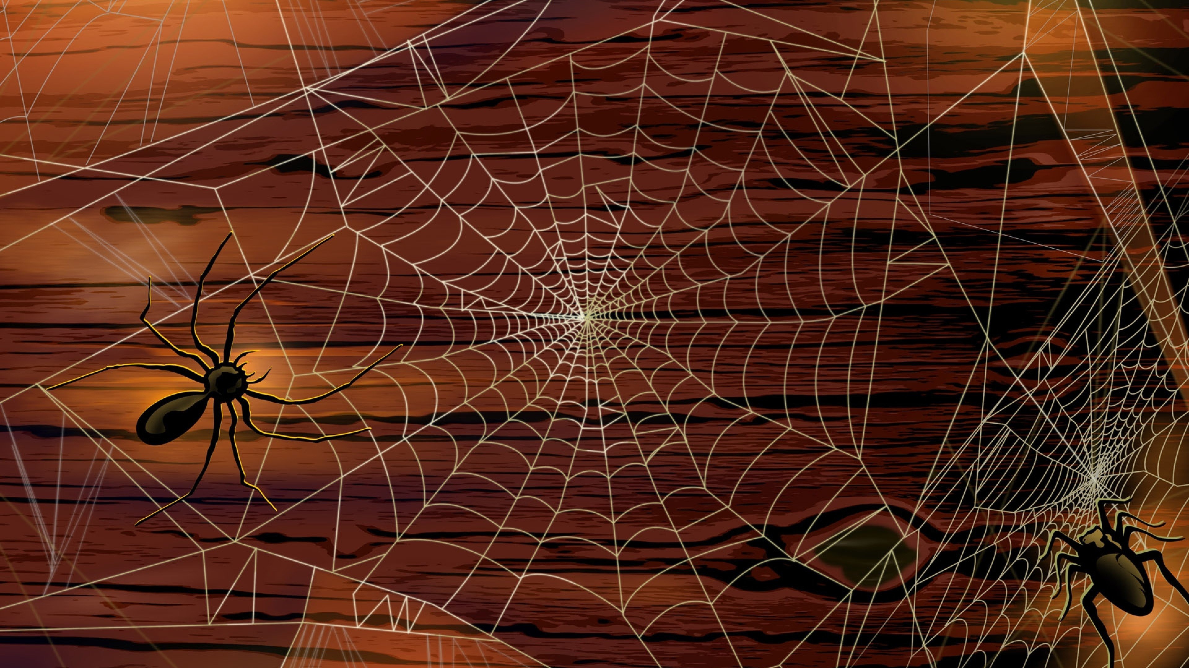 Scary Spider HD Wallpaper 4K Ultra HD