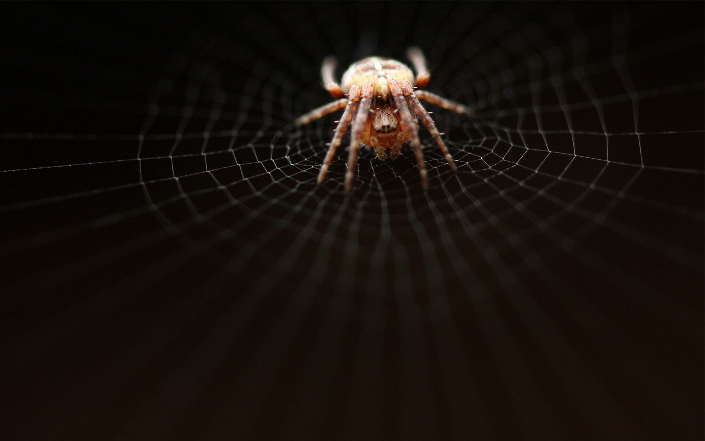 Spider Net Wallpapers - Wallpaper Cave