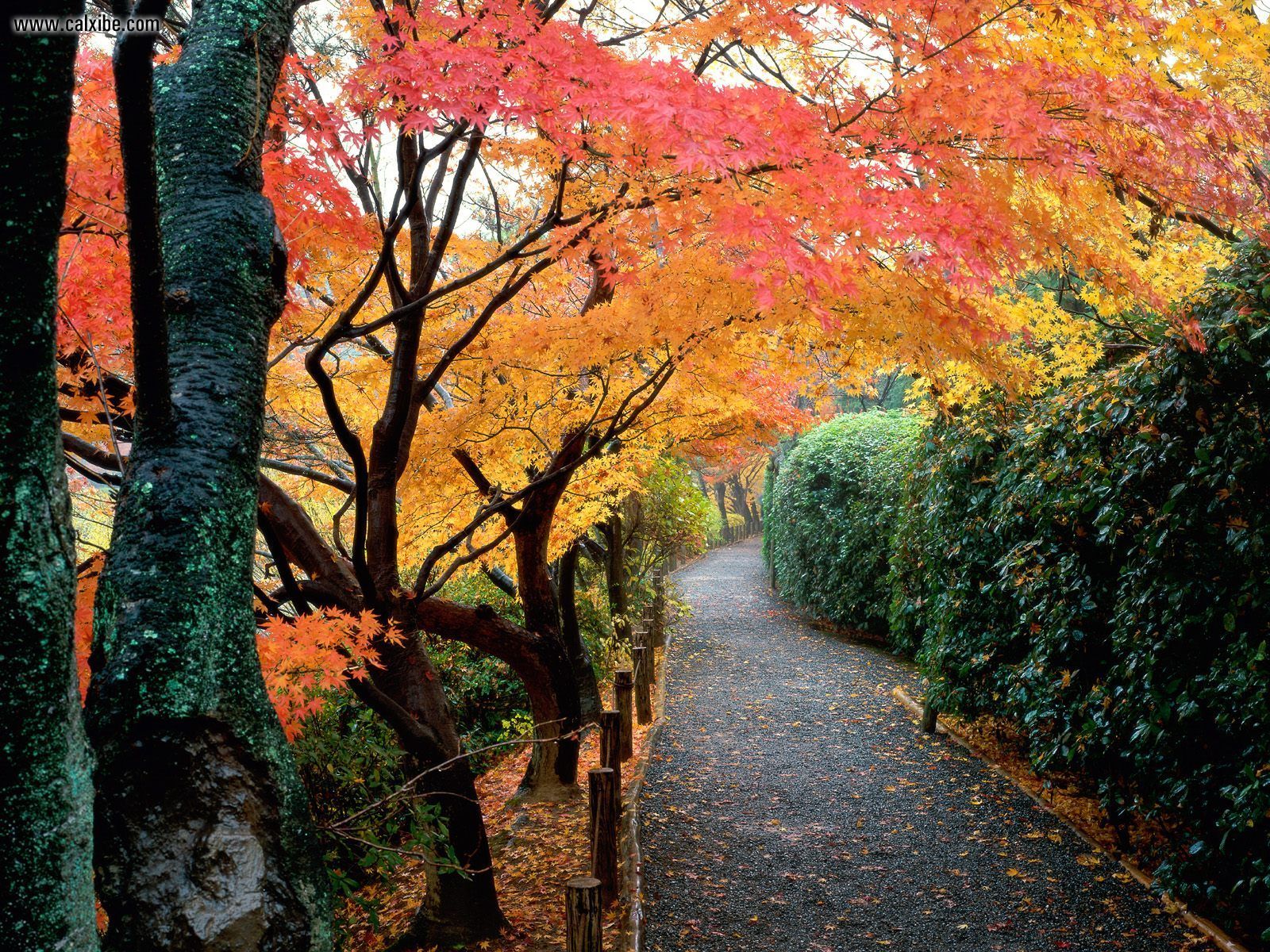 Nature: Autumn Colors, Kyoto, Japan, desktop wallpaper nr. 18979