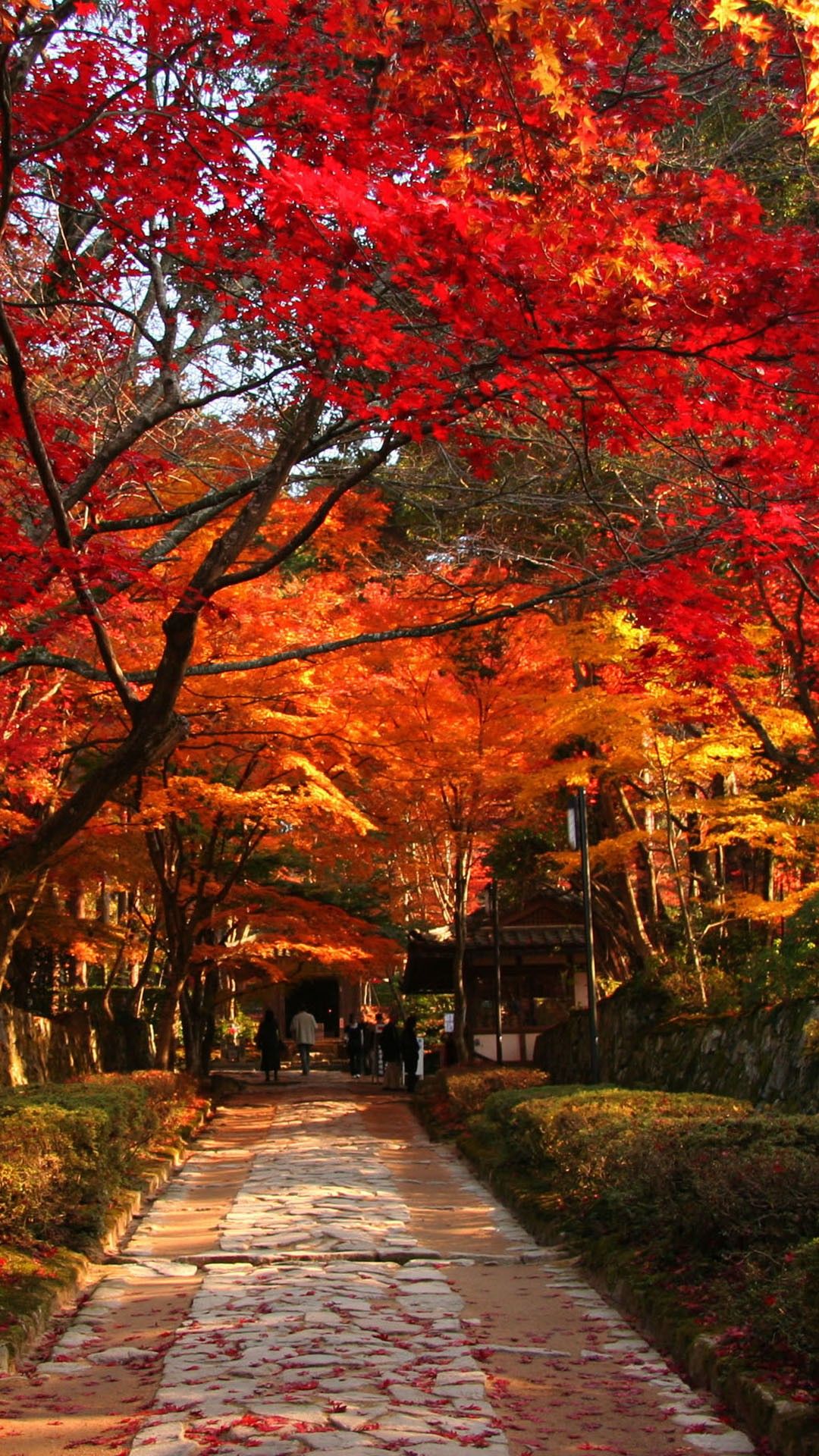 23++ Japan Autumn Wallpaper iPhone