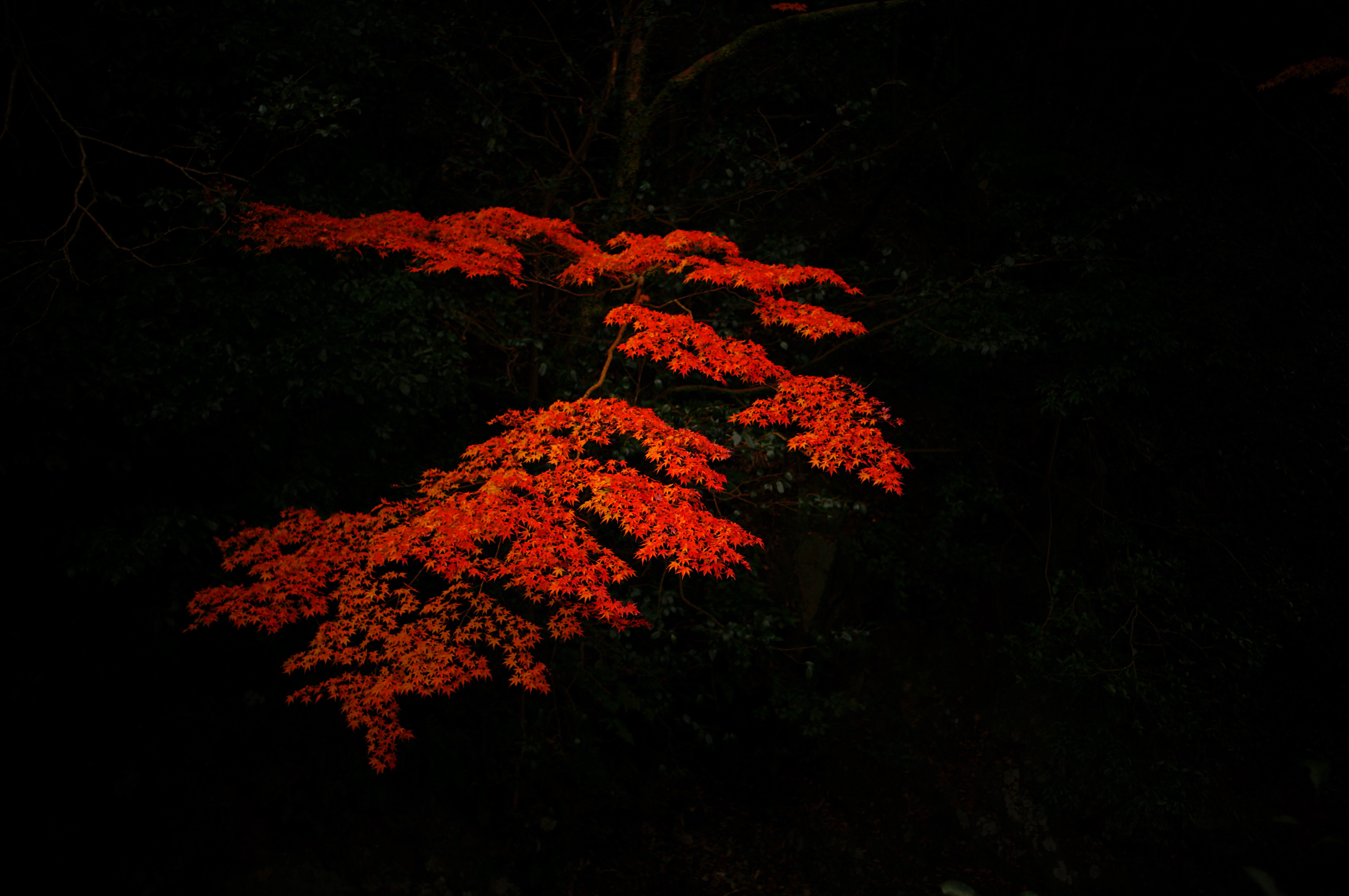Wallpaper, autumn, red, ART, leaves, Japan, Japanese, Kyoto, momiji, arashiyama 4912x3264