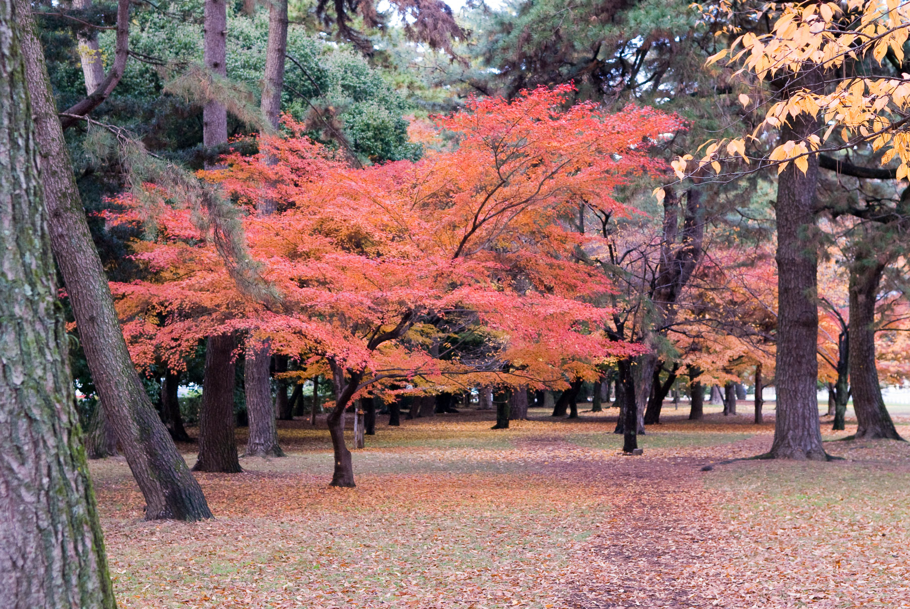 Kyoto Imperial Palace Park Autumn