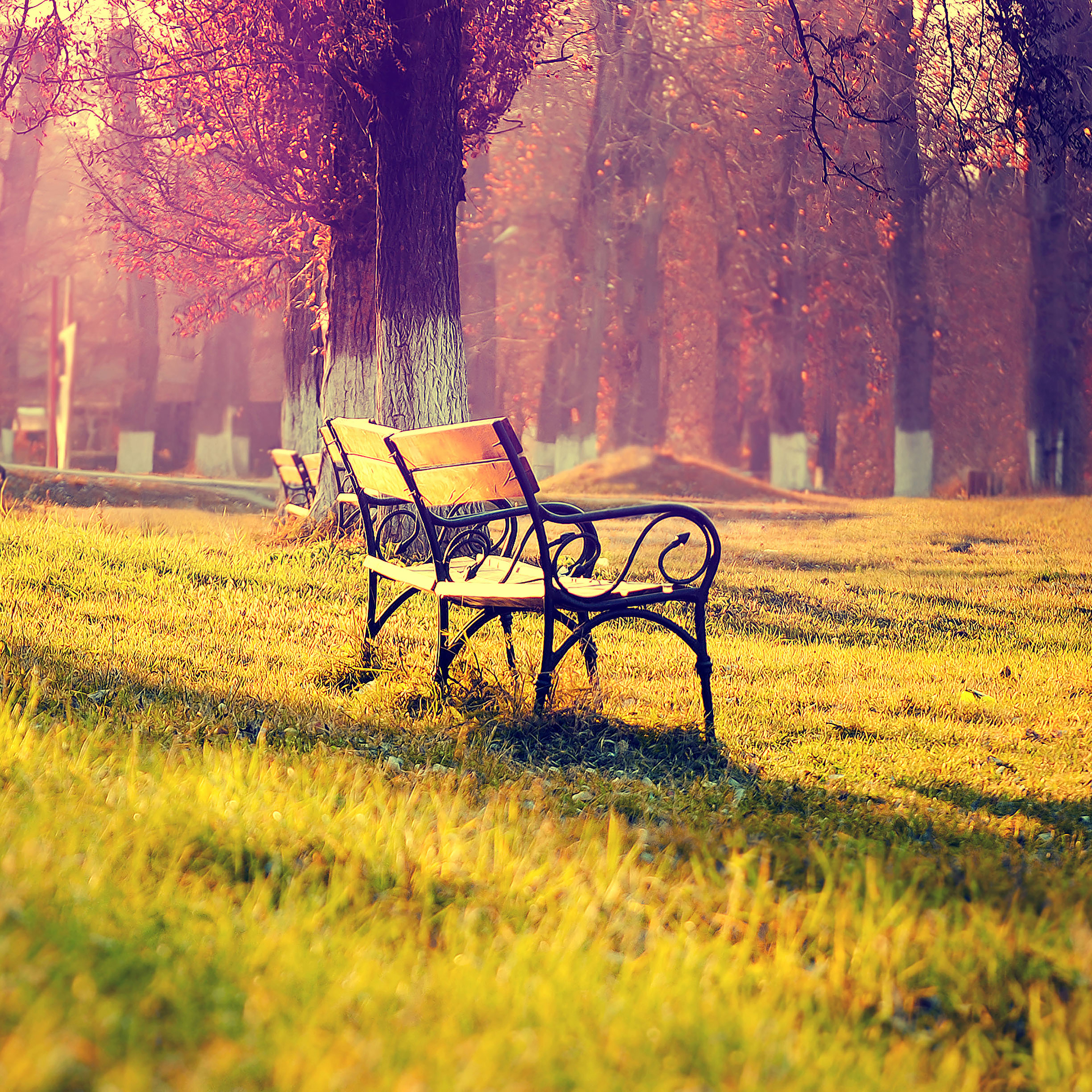 Wallpaper Fall Park Chair Lonely Nature