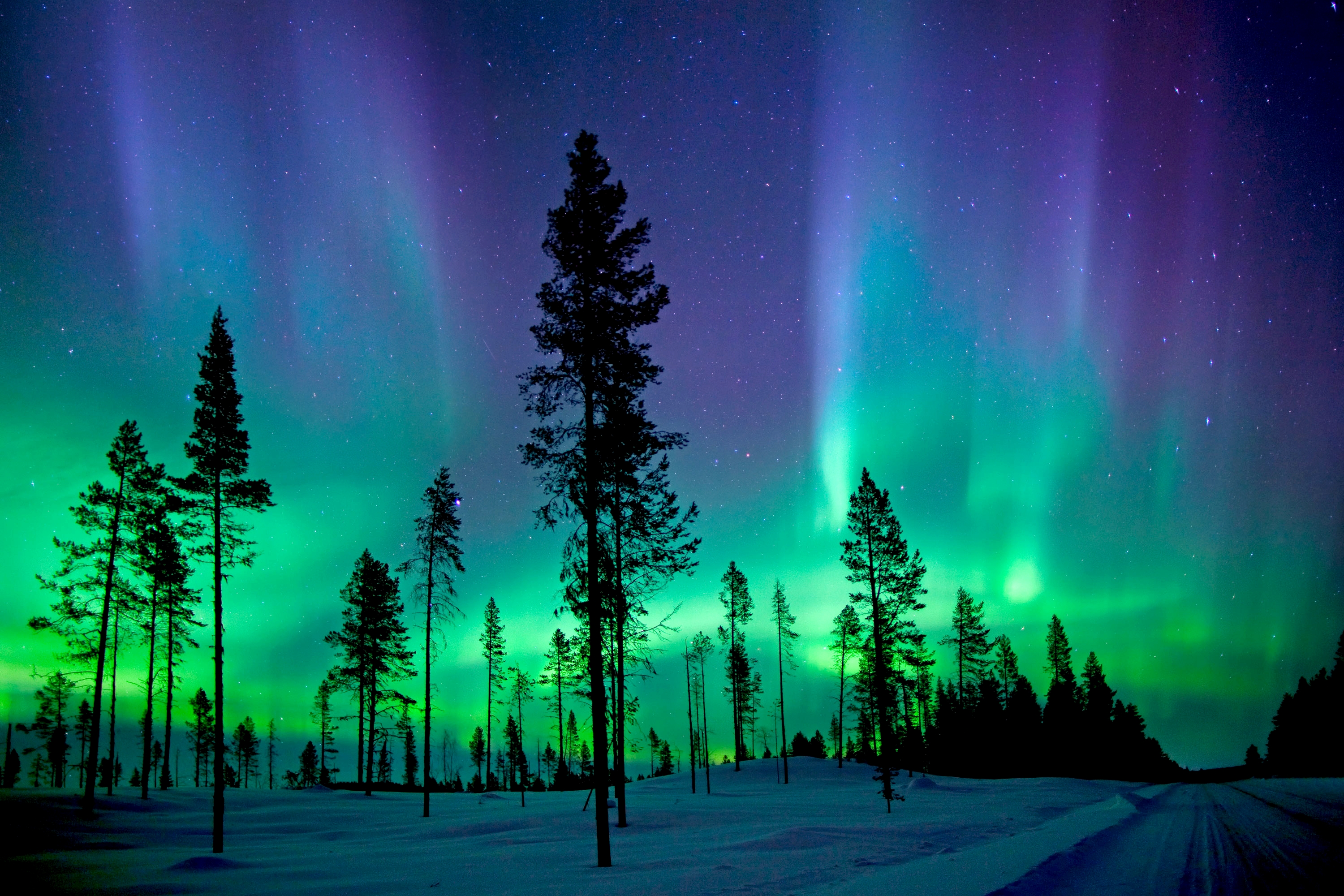 Aurora Borealis over Winter Forest HD Wallpaper