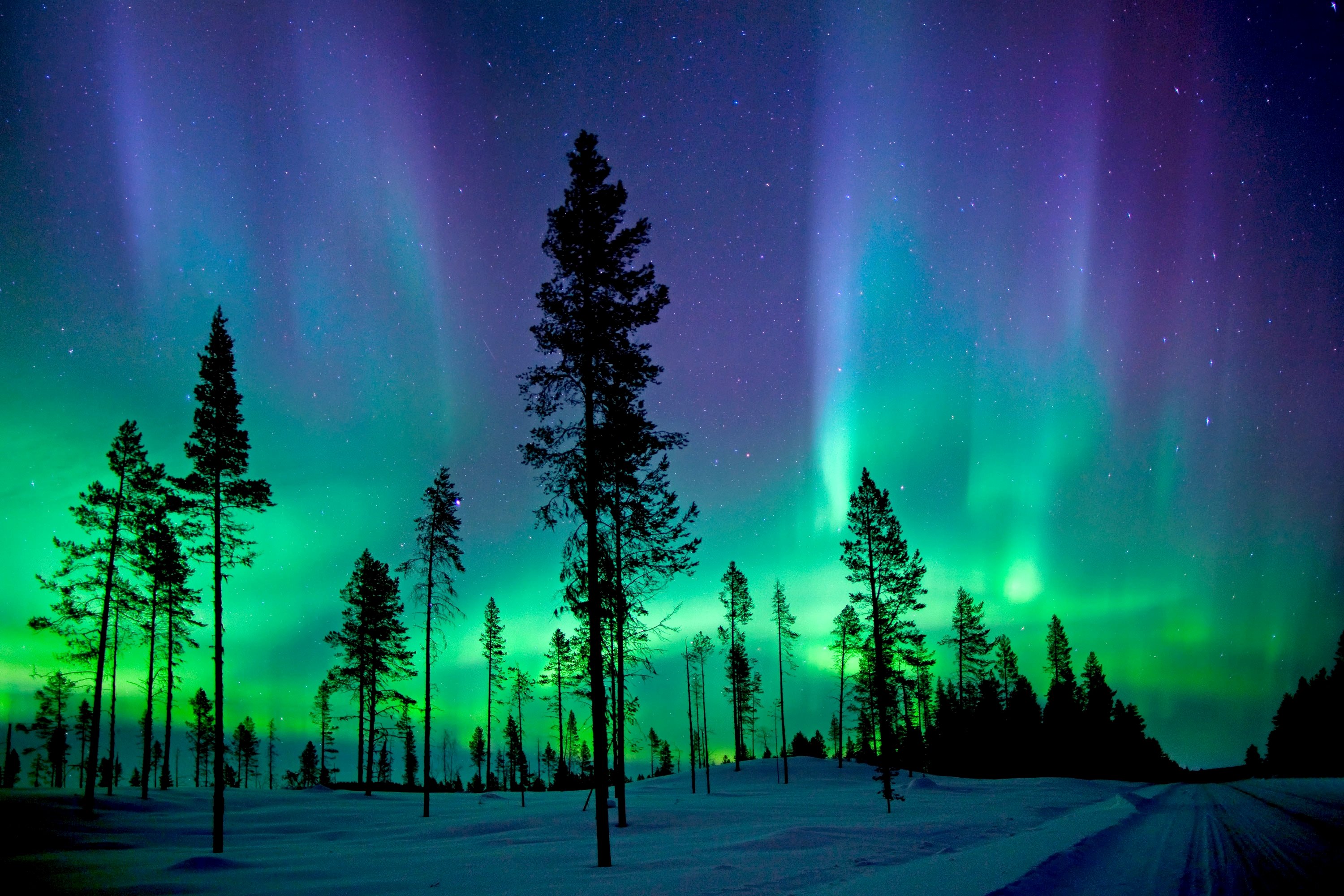 Aurora Borealis over Winter Forest HD Wallpaper