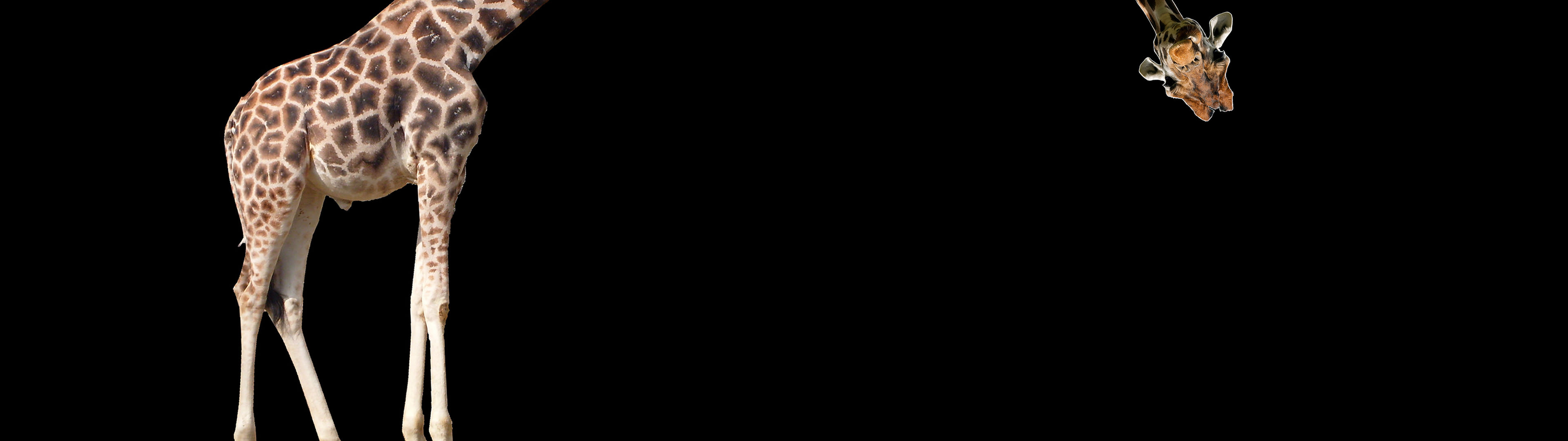 Dual Monitor Wallpaper Funny HD Wallpaper