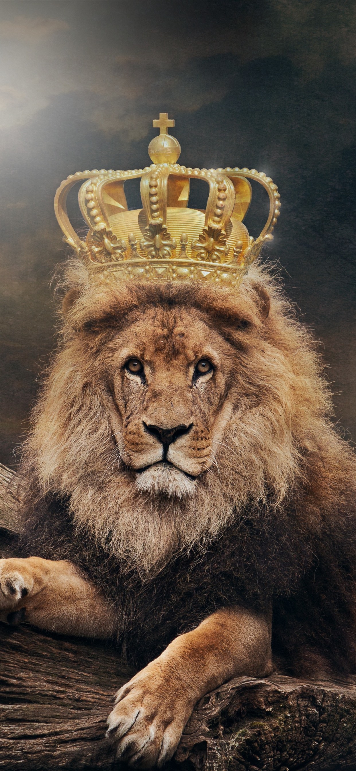 iPhone Wallpaper Lion, King, Crown