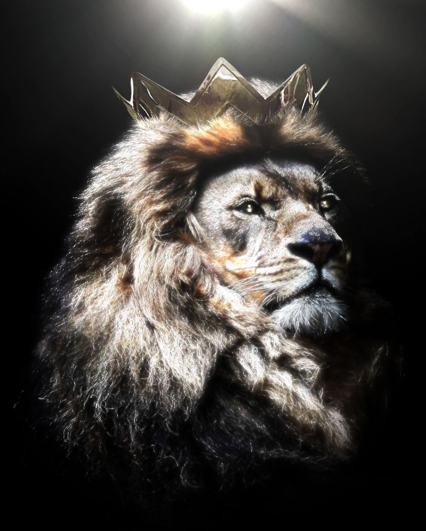 Lion with Crown Wallpapers on WallpaperDog