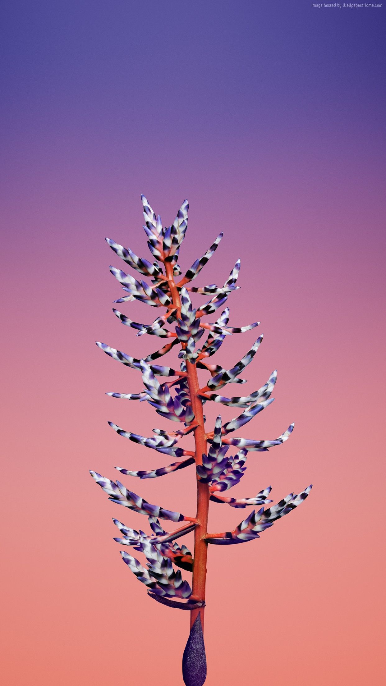 iOS Flower, blue, abstract, apple, wallpaper, iPhone x, iphone clean, beauty, colour, iOS, minimal. Telefon duvar kağıtları, Resim çerçeveleri, Soyut resim