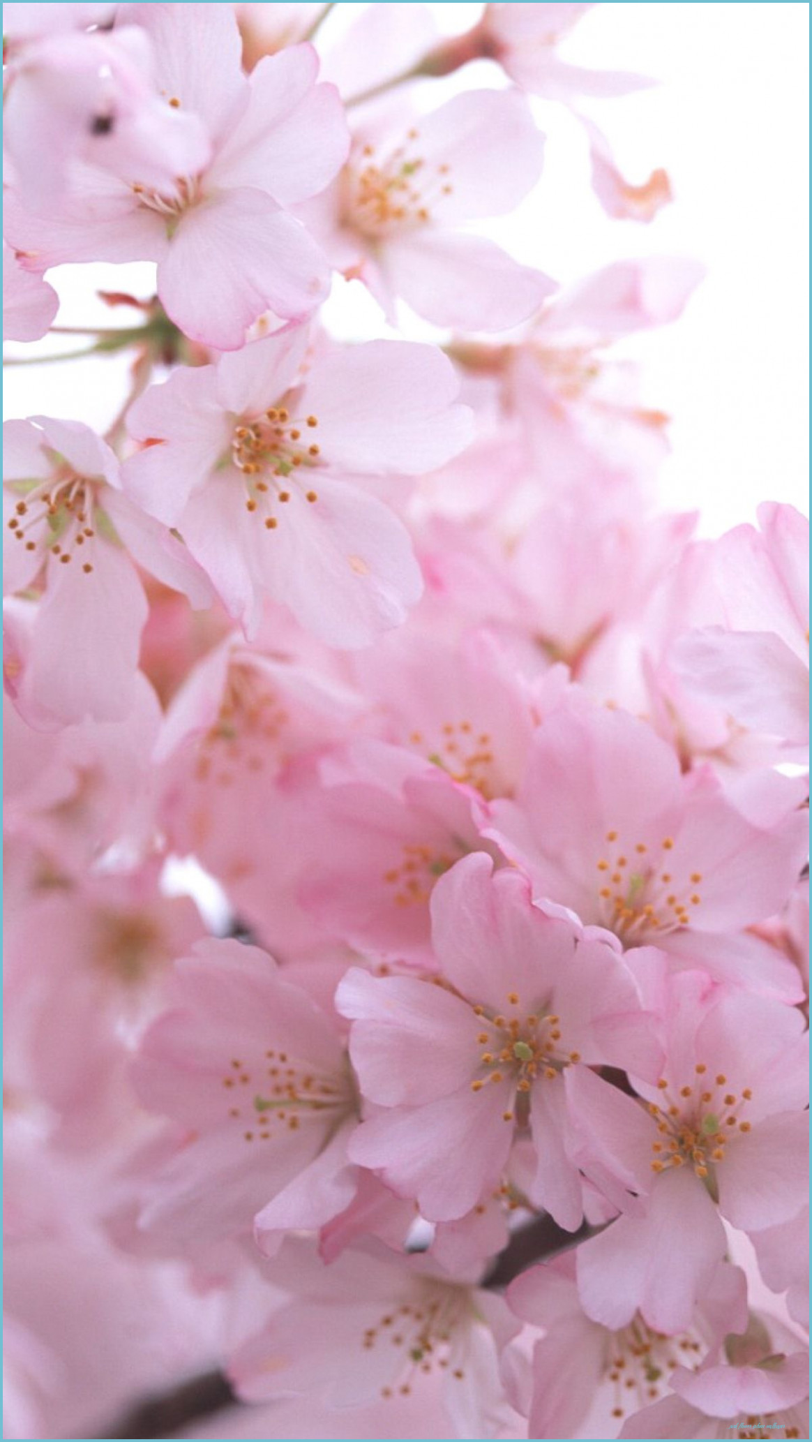 Flowers Pink Hoa Flower iPhone Wallpaper
