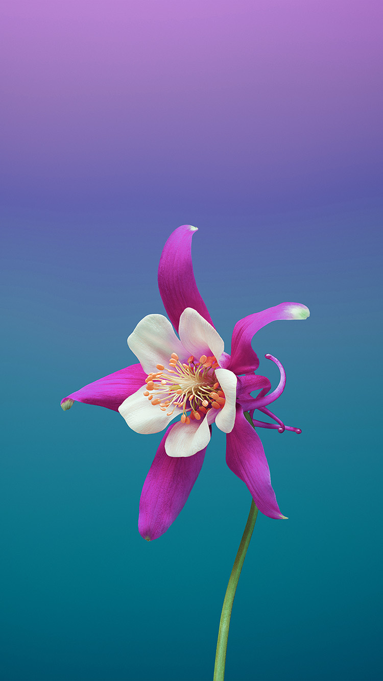 Ios11 Apple Iphone8 Flower Art Illustration Wallpaper