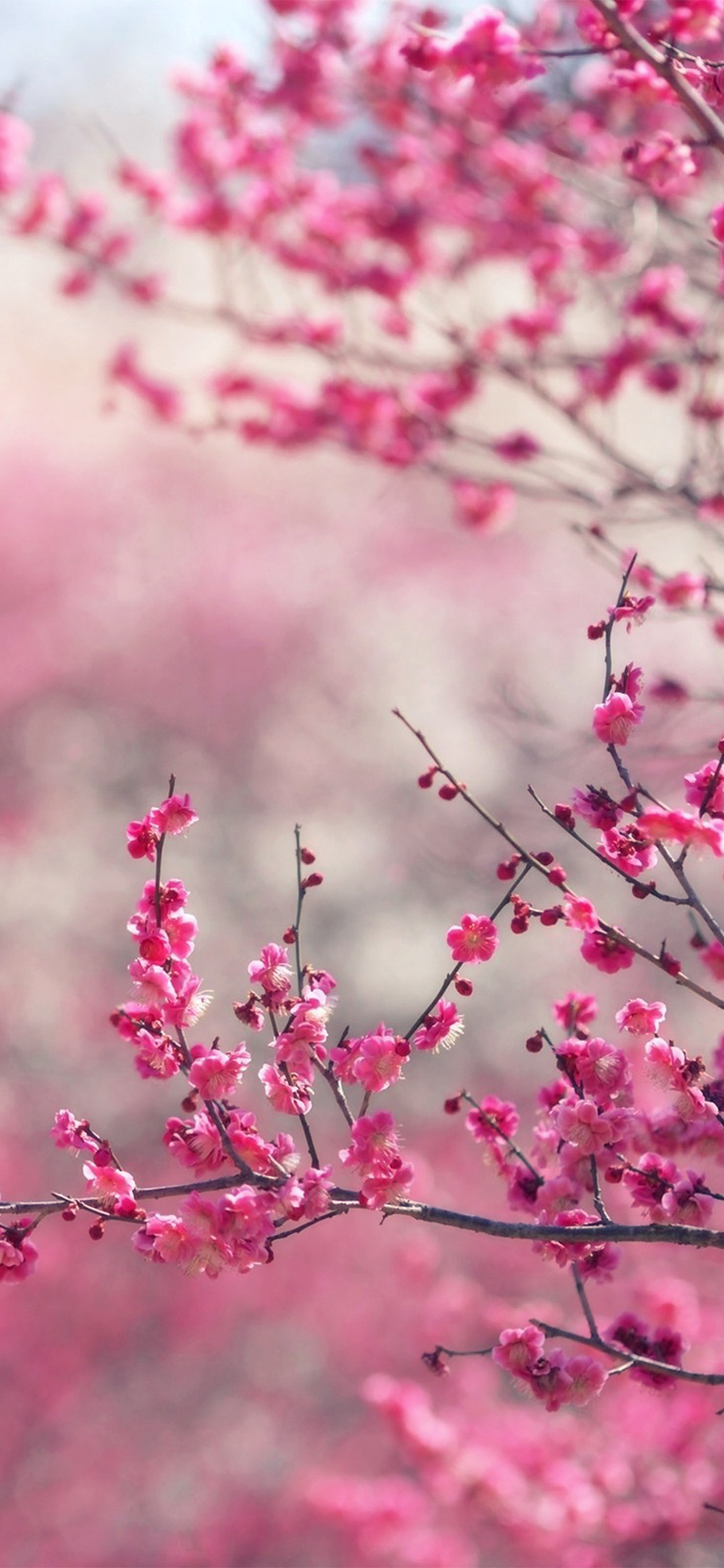 iPhone X wallpaper. pink blossom nature flower spring love