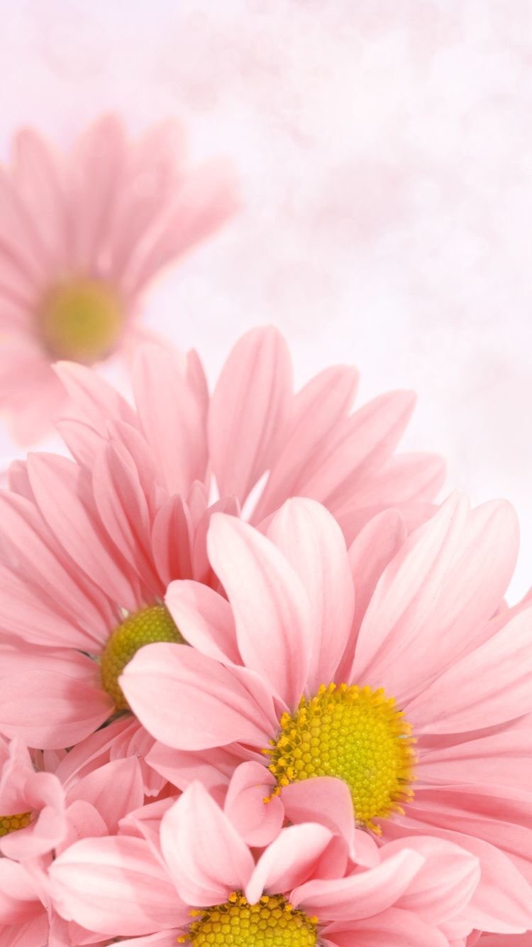 Wallpaper iPhone Flower Pastel