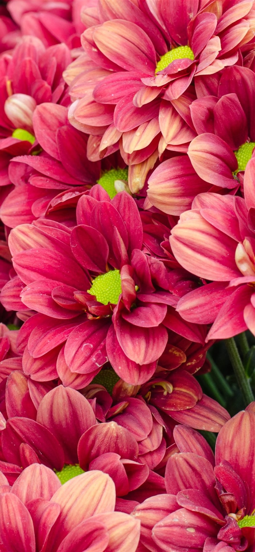 Many Red Chrysanthemum, Flowers 1125x2436 IPhone 11 Pro XS X Wallpaper, Background, Picture, Image