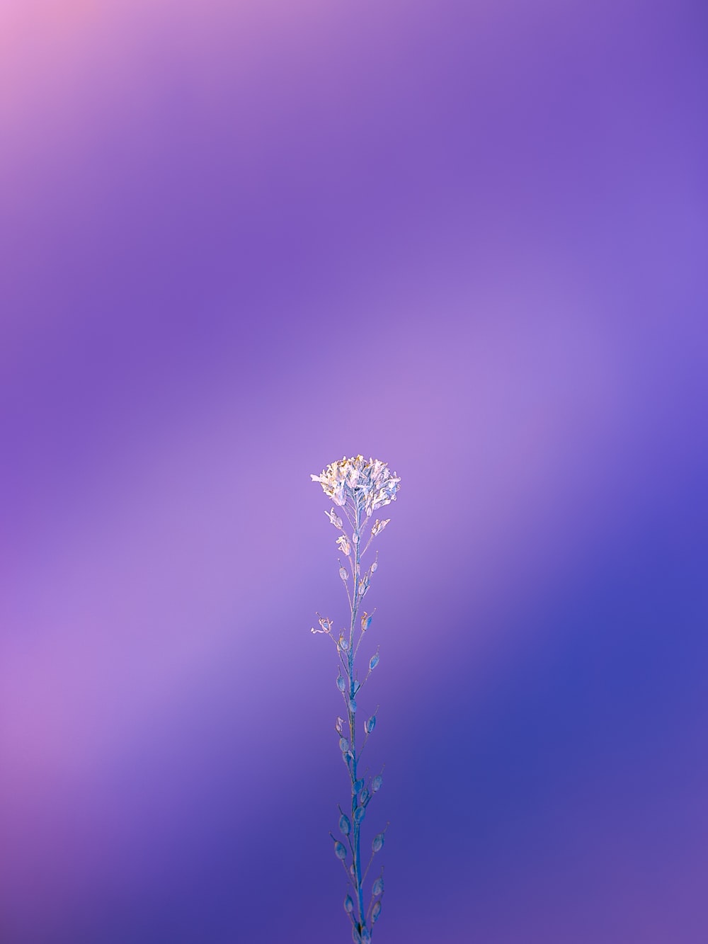 Purple Wallpaper: Free HD Download [HQ]