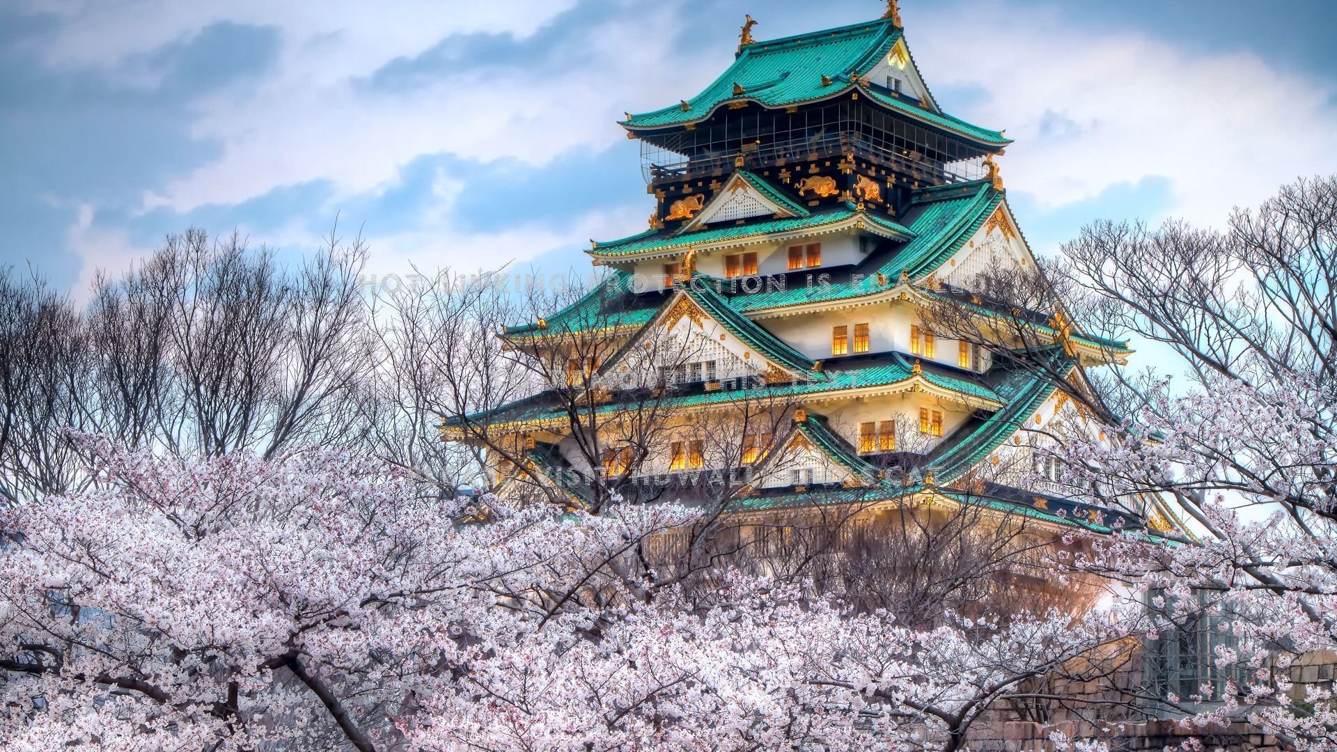 beautiful japanese temple pagoda cherry