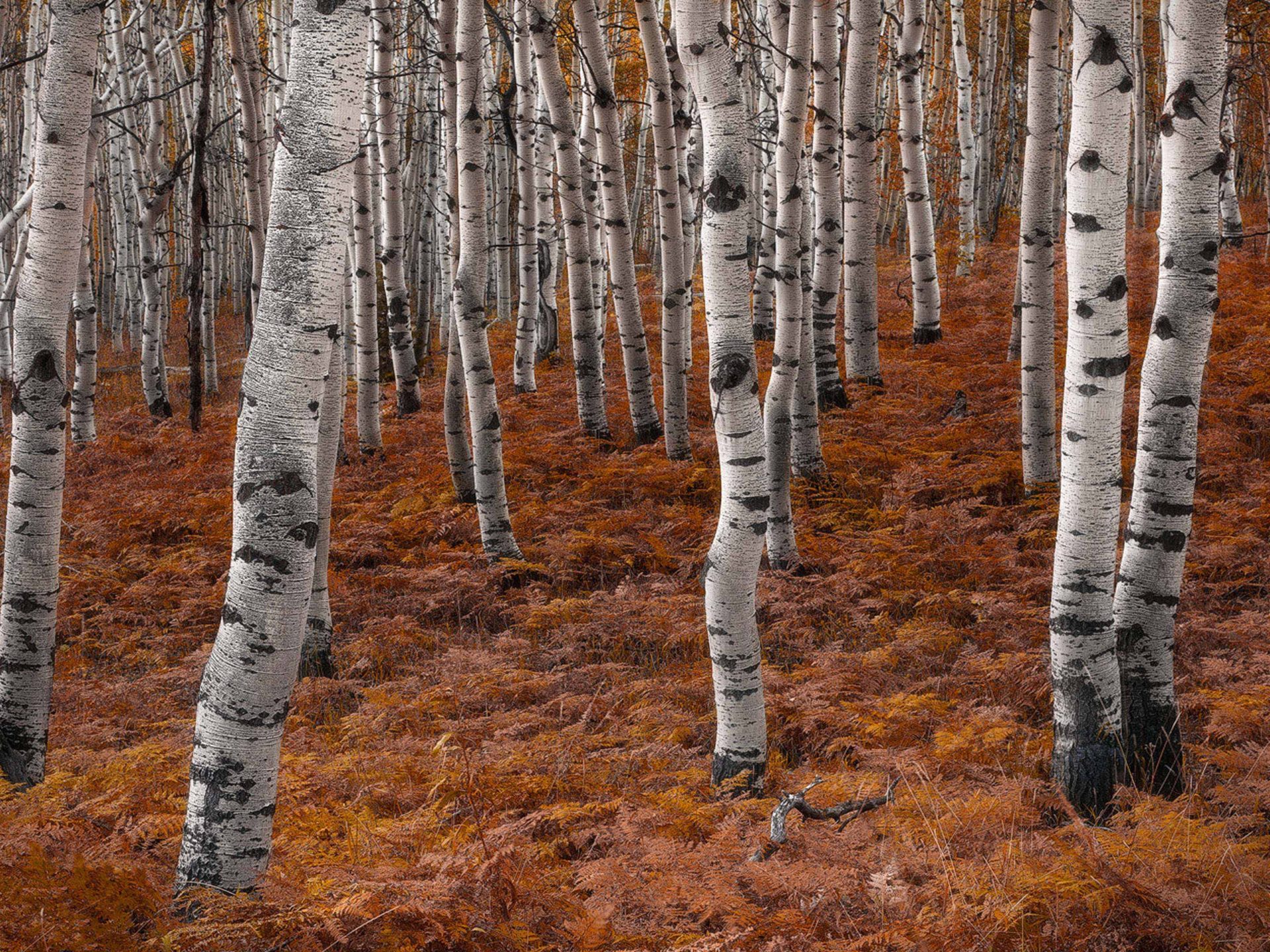 Autumn Aspen Trees Silver Birch Near Salt Lake City in Utah USA, Wallpaper13.com