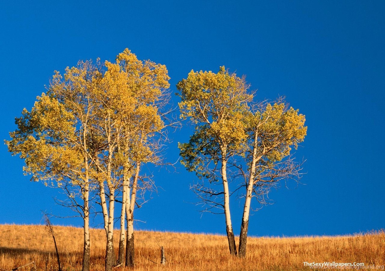 Autumn Aspen Trees Wallpaper The Wallpaper Desktop Background