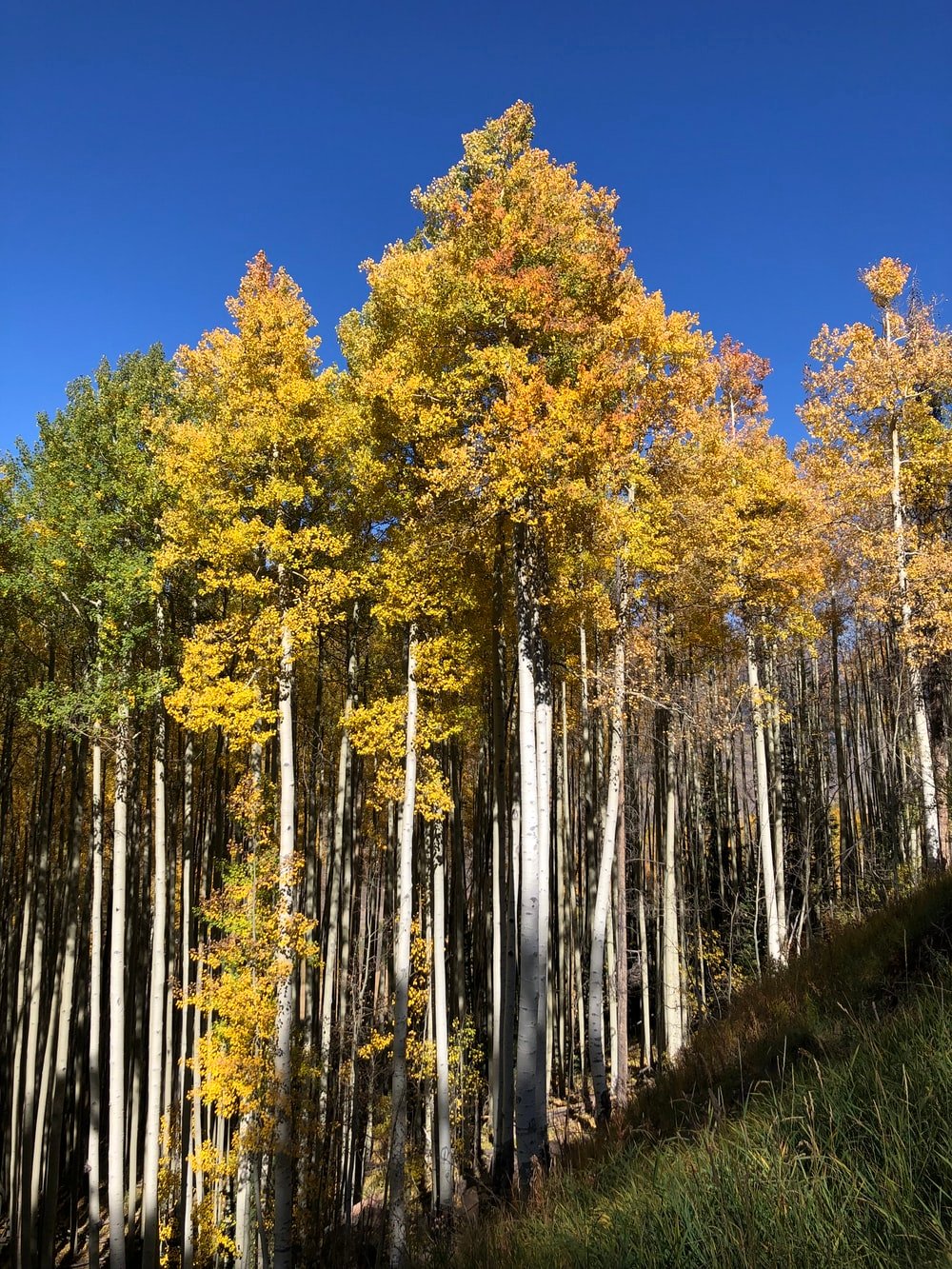 Aspen Tree Picture. Download Free Image