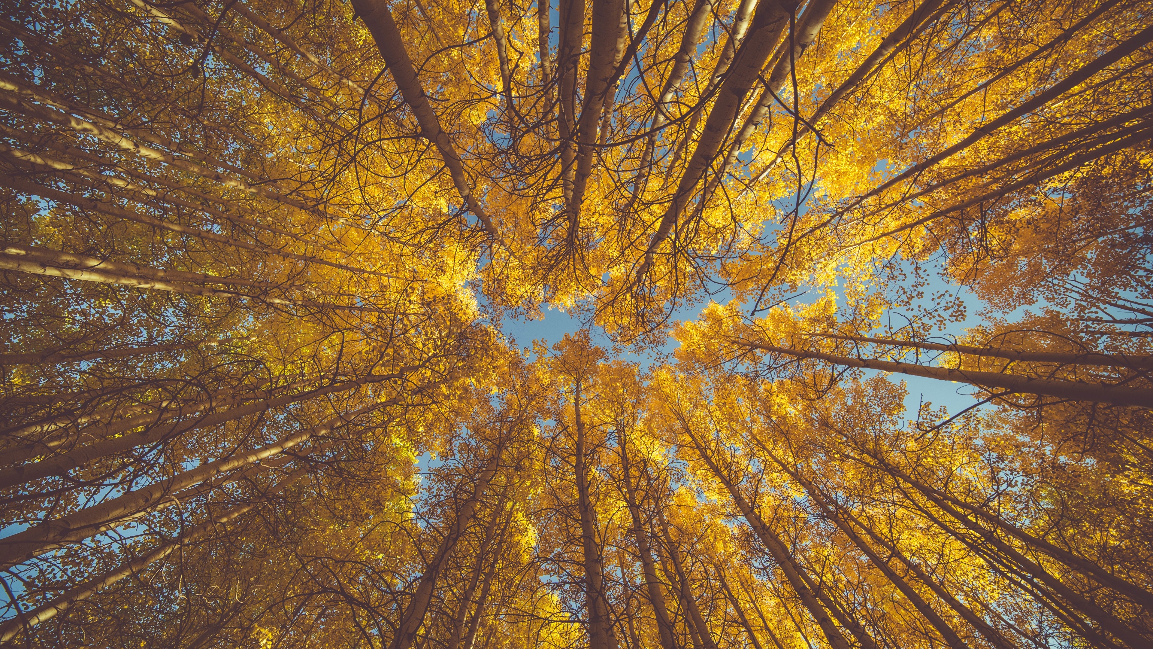 Picture Bottom view aspen Autumn Nature Trunk tree Trees 3840x2160