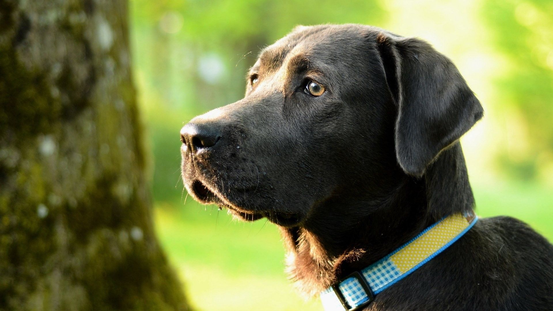 Halloween Dogs Wallpaper