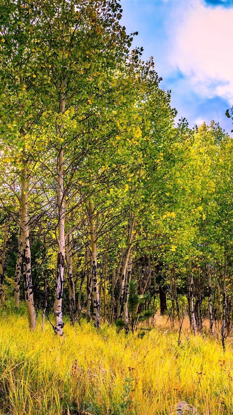 USA, Colorado, Aspen Trees, Grass, Autumn 750x1334 IPhone 8 7 6 6S Wallpaper, Background, Picture, Image