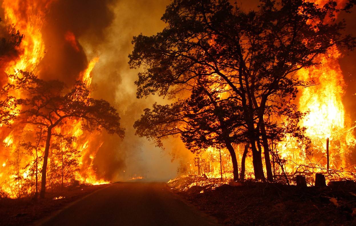 Wallpaper, forest, fire, disaster, event, wildfire, bonfire 1247x793