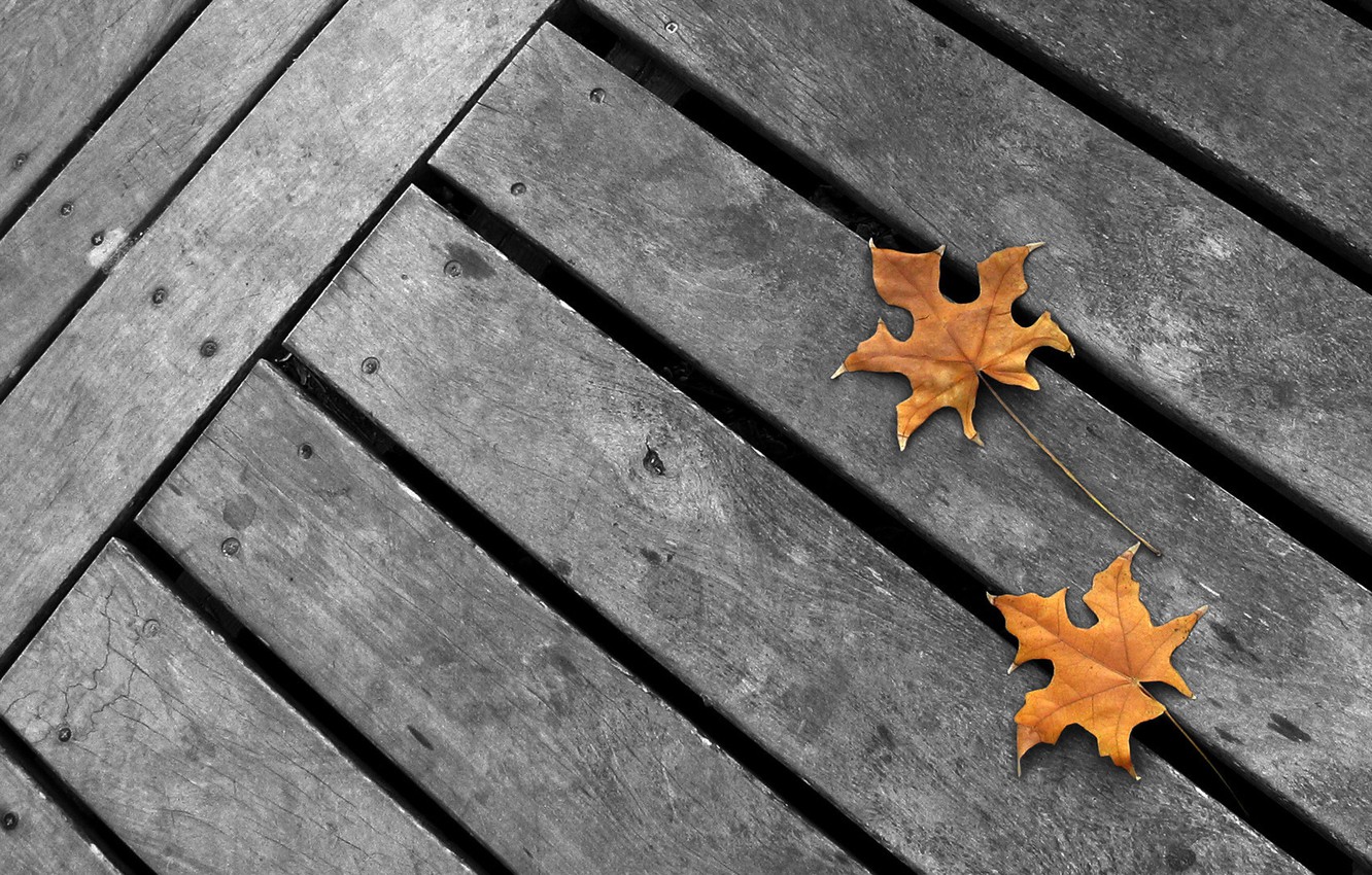 Wallpaper autumn, grey background, yellow maple leaves, minimalism. grey Board image for desktop, section минимализм