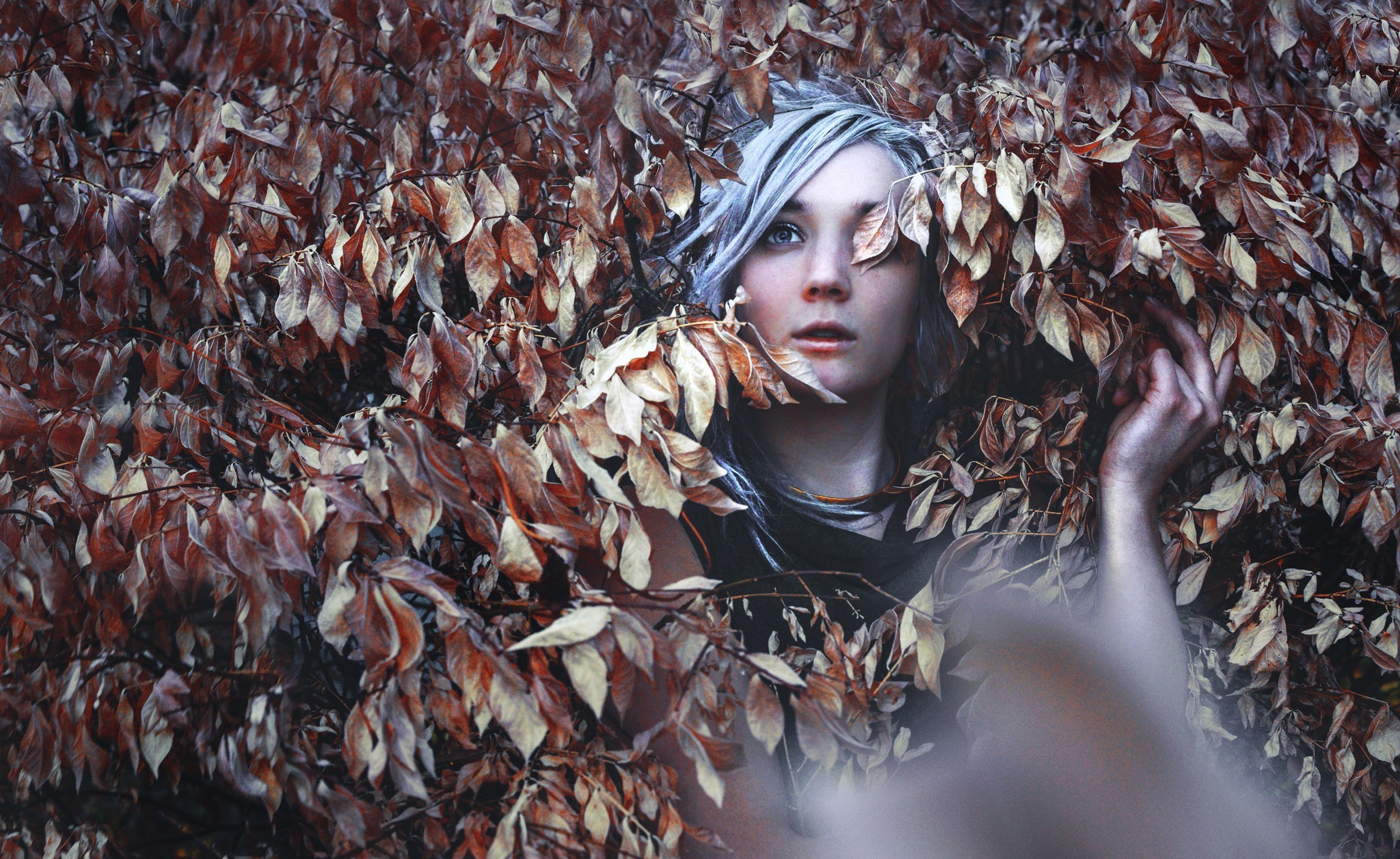 Wallpaper, forest, leaves, women, blue eyes, winter, spring, grey hair, tree, autumn, leaf, flower, season, woody plant, 2048x1257 px 2048x1257