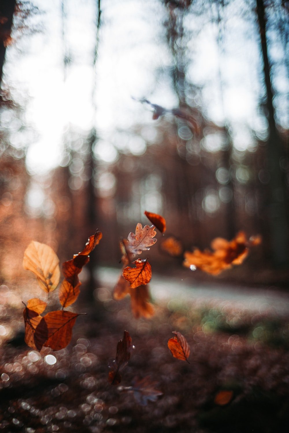 Falling Leaves Picture. Download Free Image