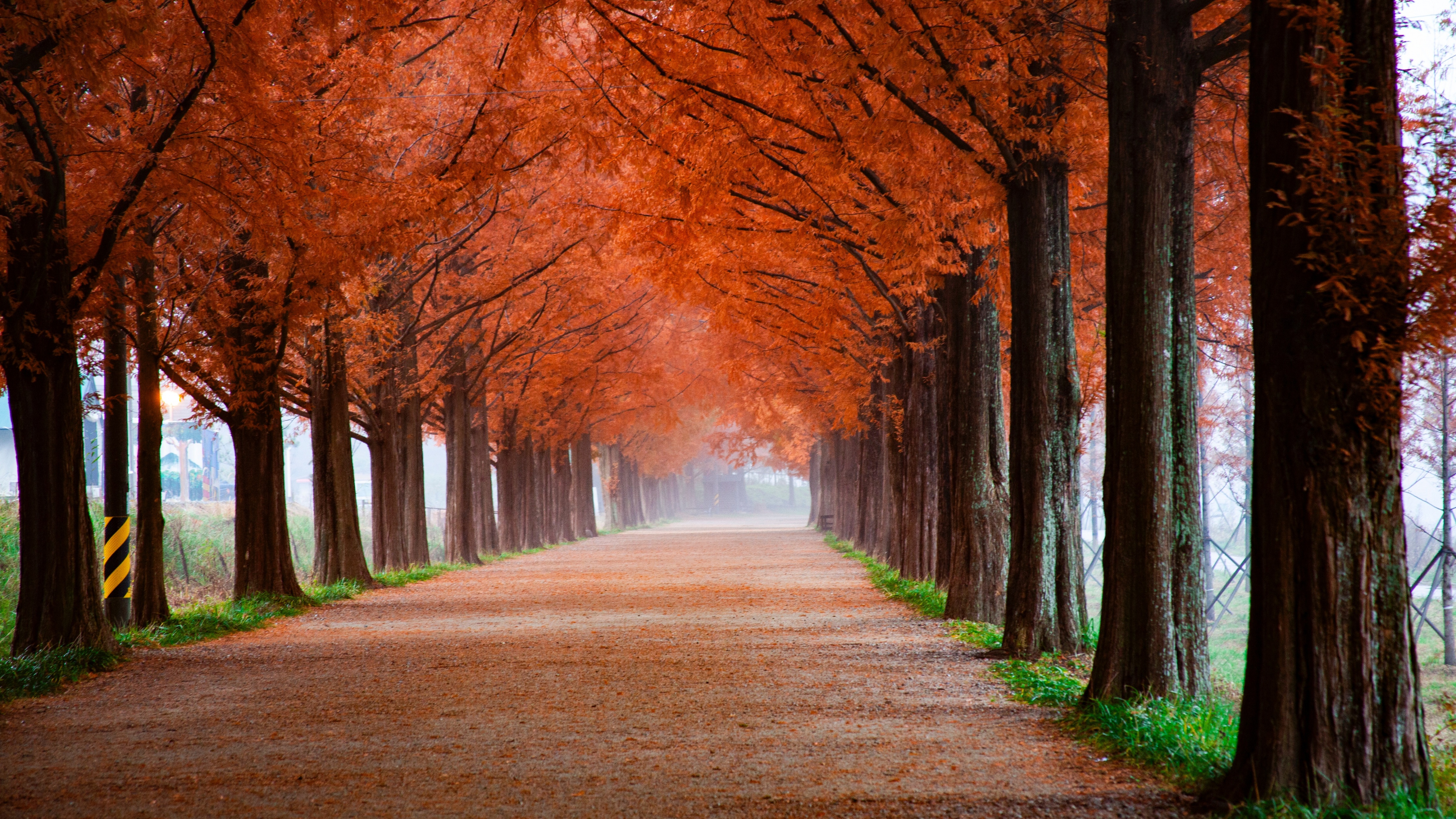 Autumn Wallpapers 4K, Trees, Path, Foggy, Mist, Morning, Fall, 5K, Nature,