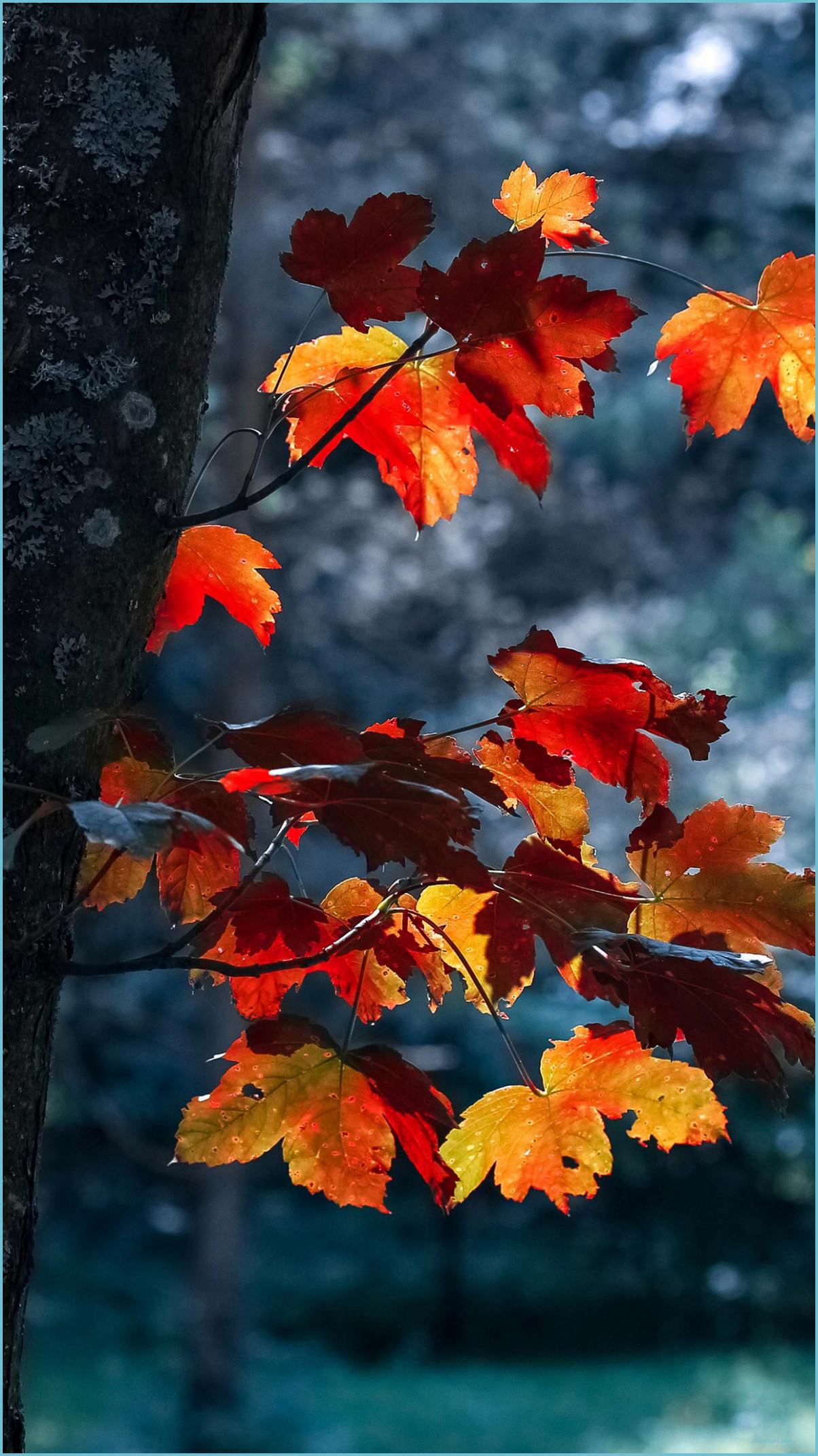Seven Reasons Why People Like Fall Wallpaper iPhone