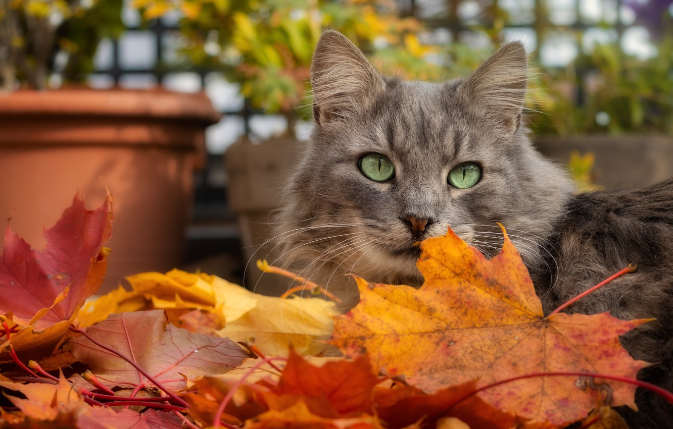 Wallpaper autumn, cat, cat, look, face, leaves, pose, grey, garden, pot, maple, autumn leaves image for desktop, section кошки