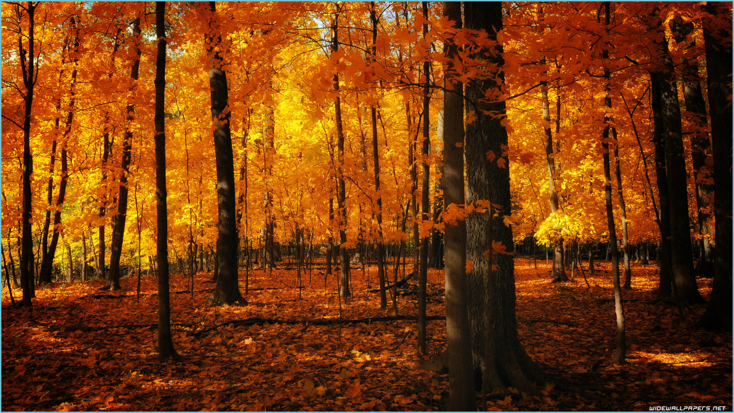 4k Cozy Autumn Wallpapers - Wallpaper Cave